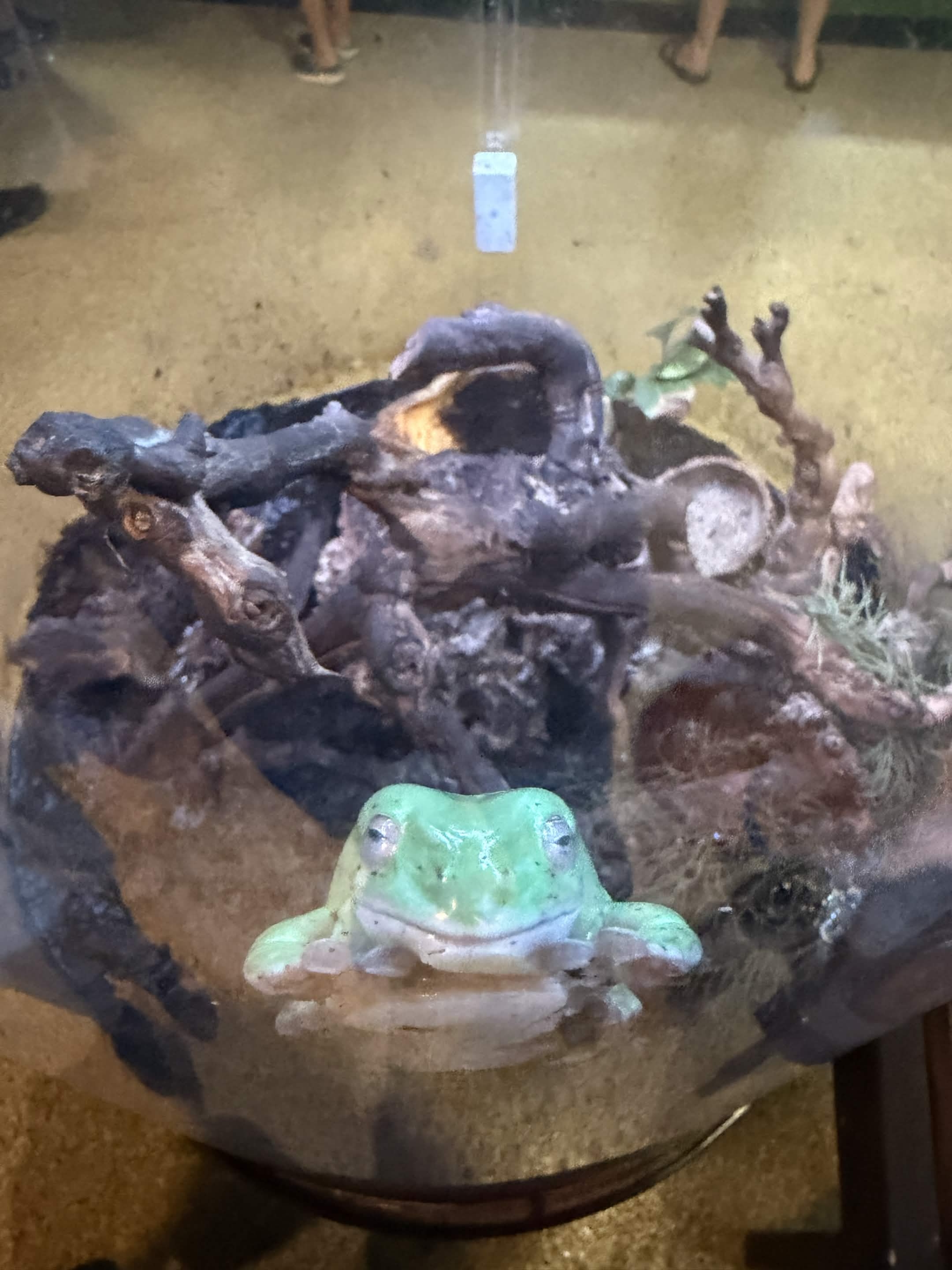 VIA Aquarium photo