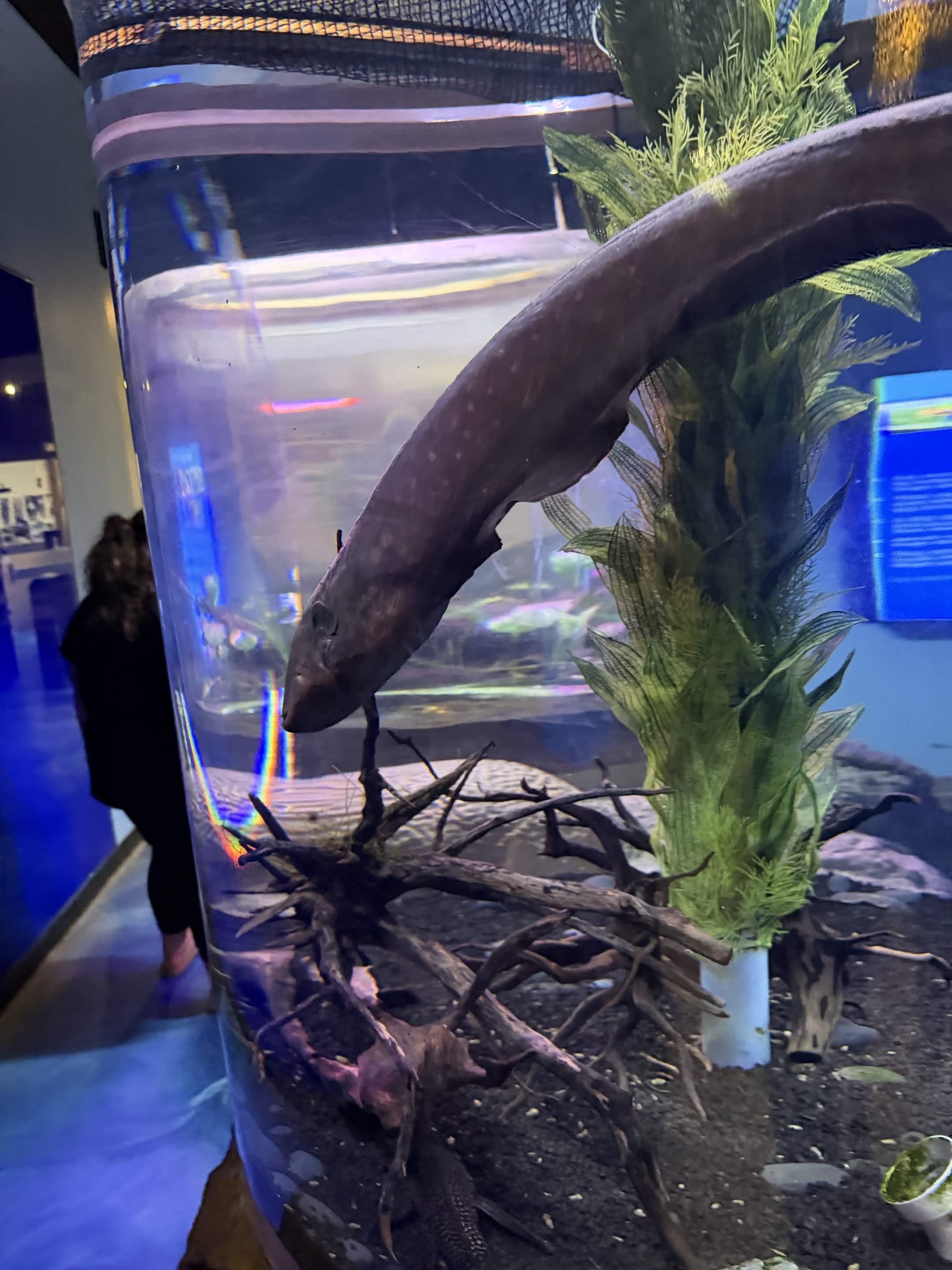 VIA Aquarium photo