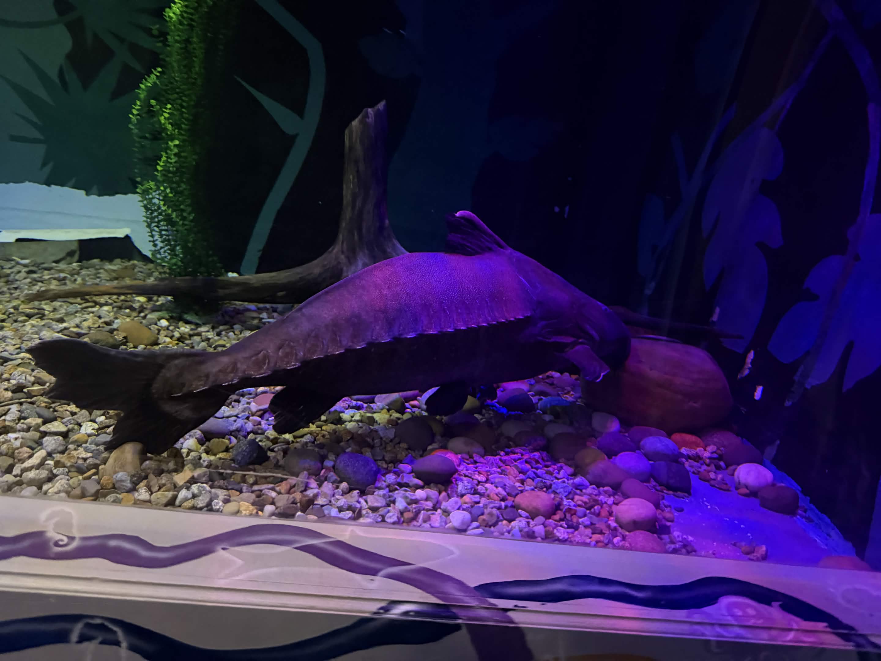 VIA Aquarium photo