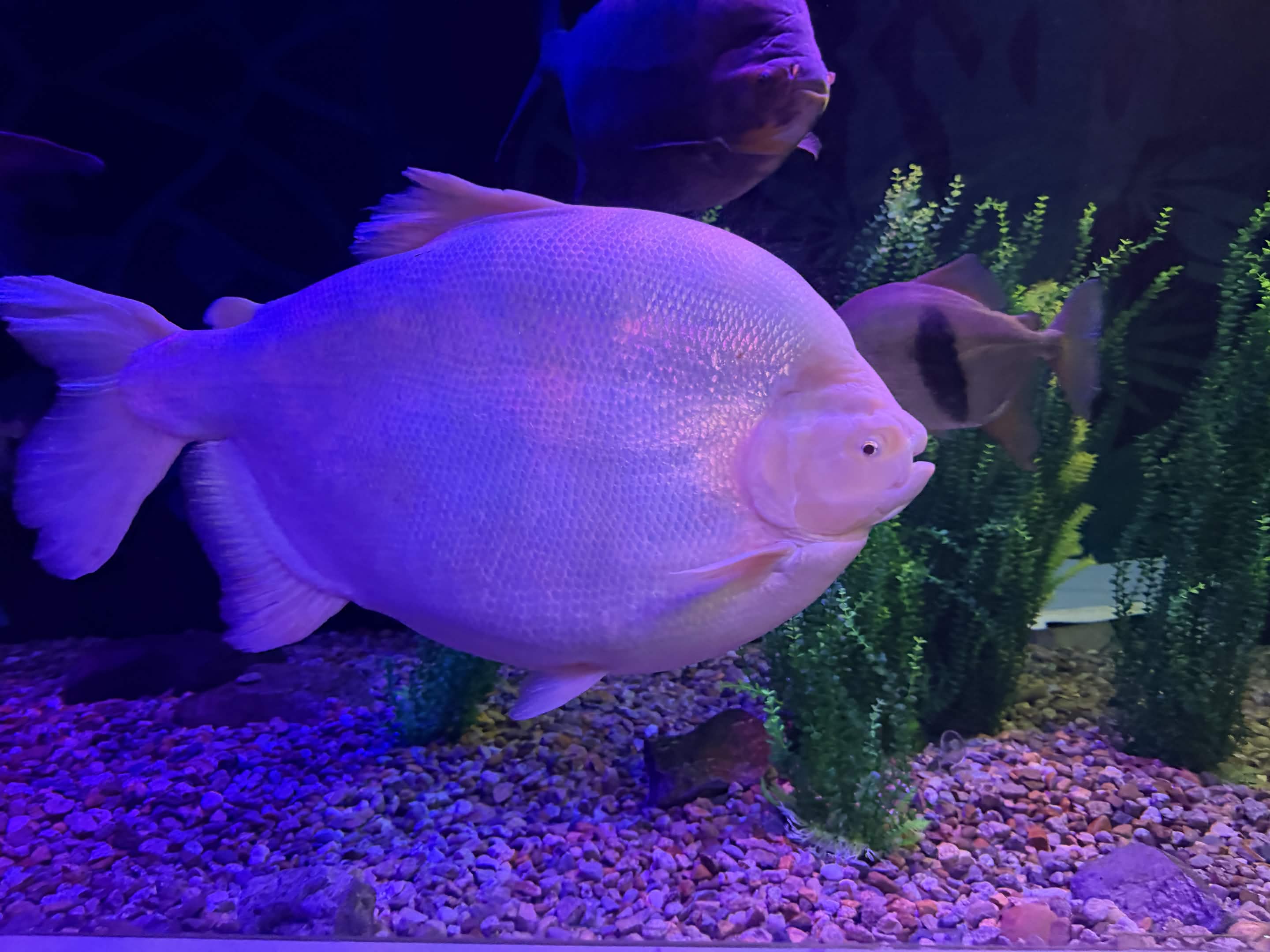 VIA Aquarium photo