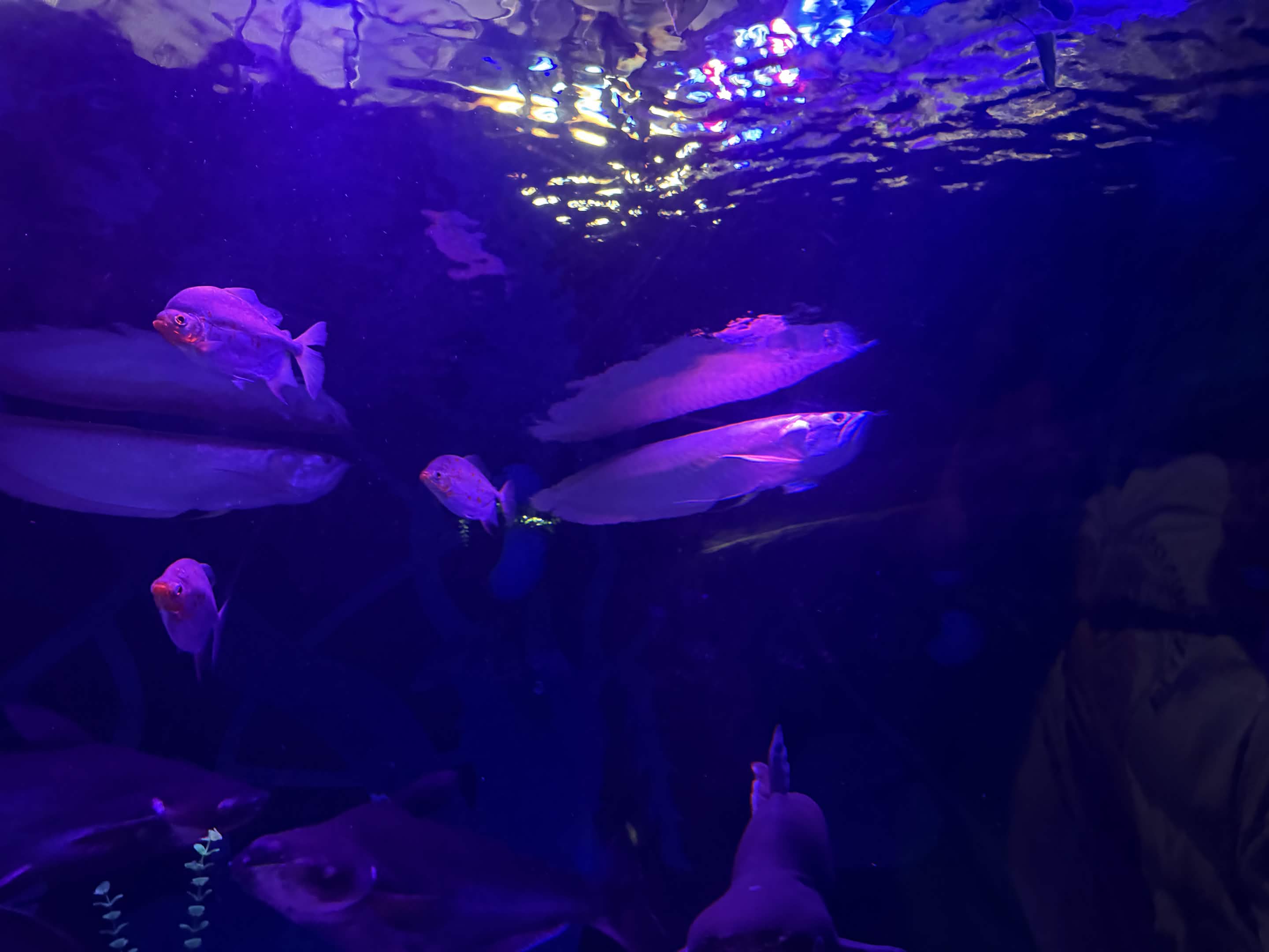 VIA Aquarium photo