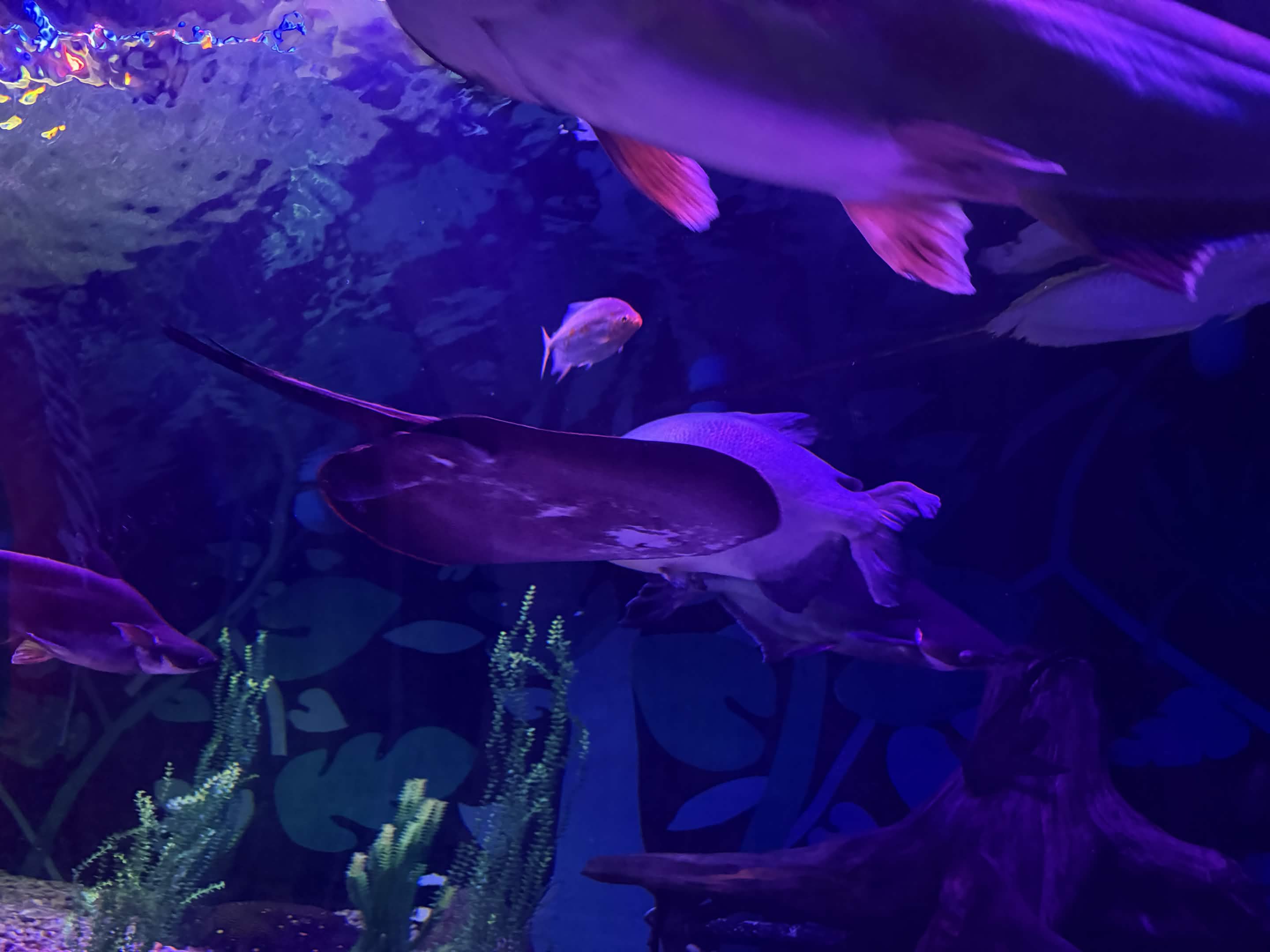 VIA Aquarium photo