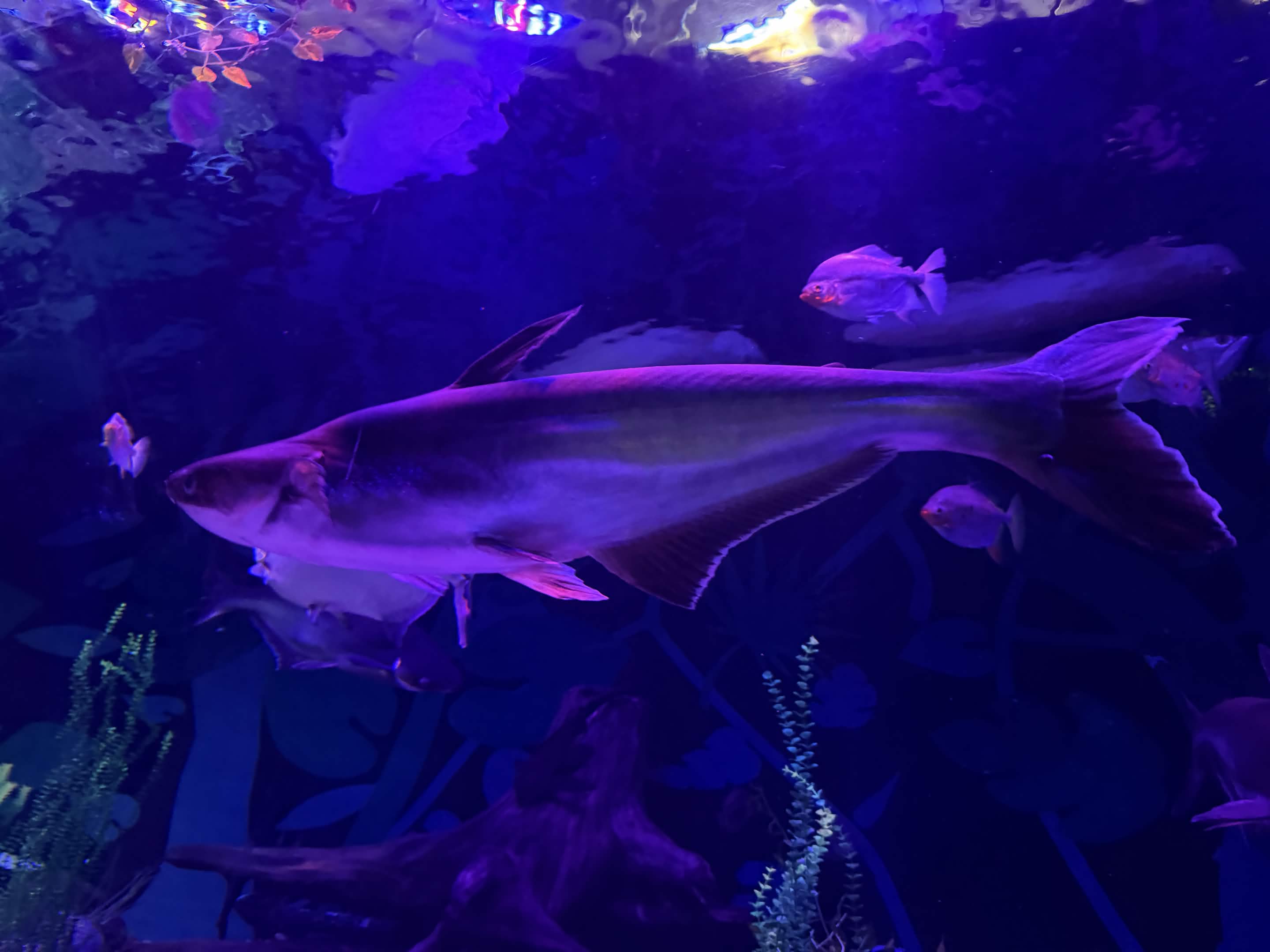 VIA Aquarium photo