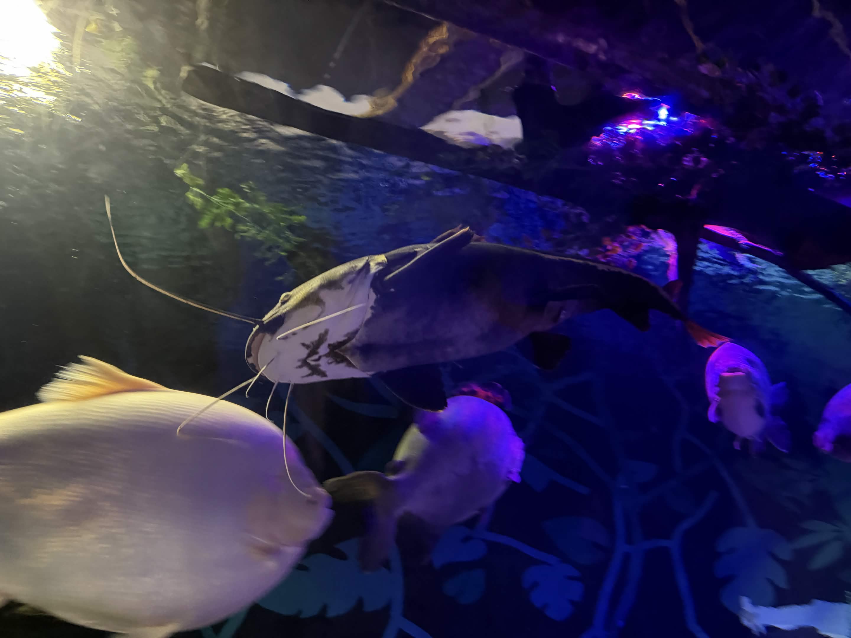 VIA Aquarium photo