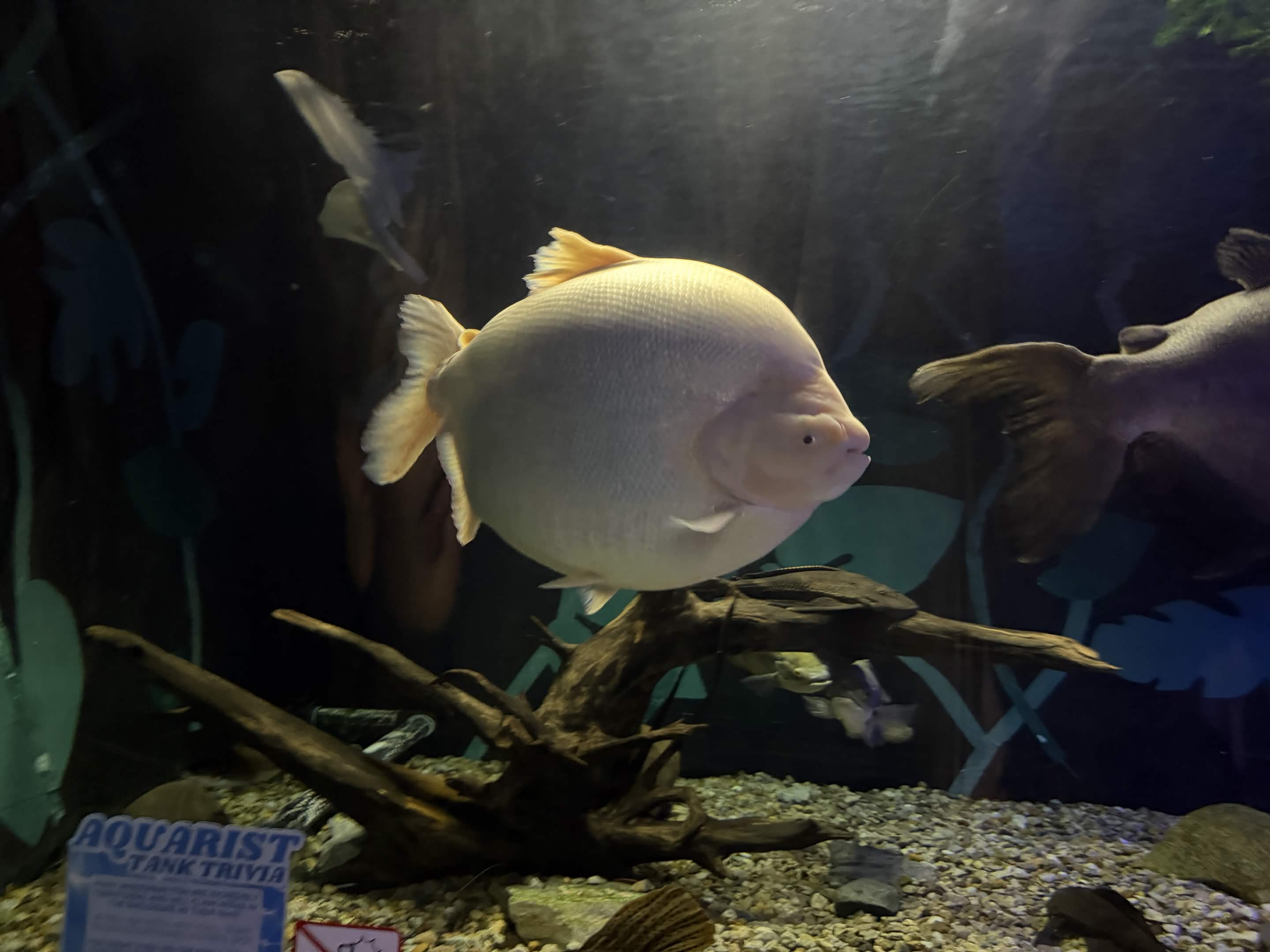 VIA Aquarium photo