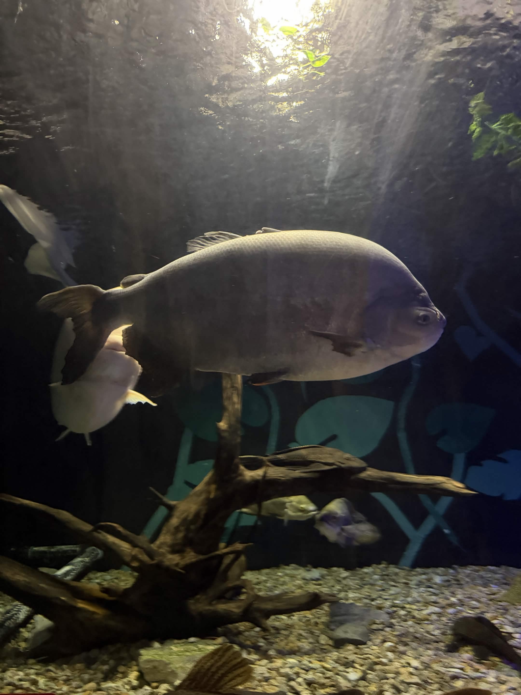 VIA Aquarium photo
