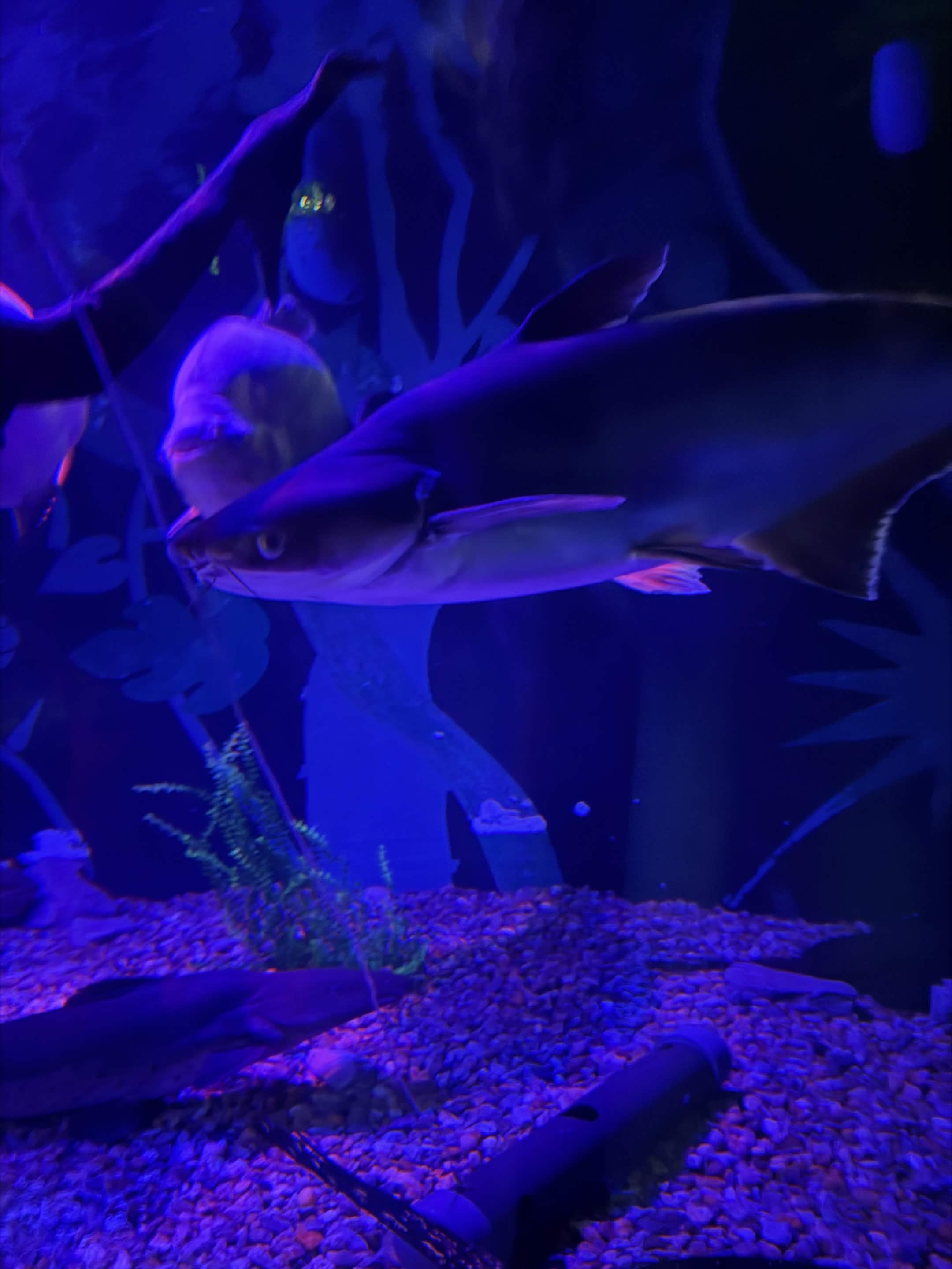 VIA Aquarium photo