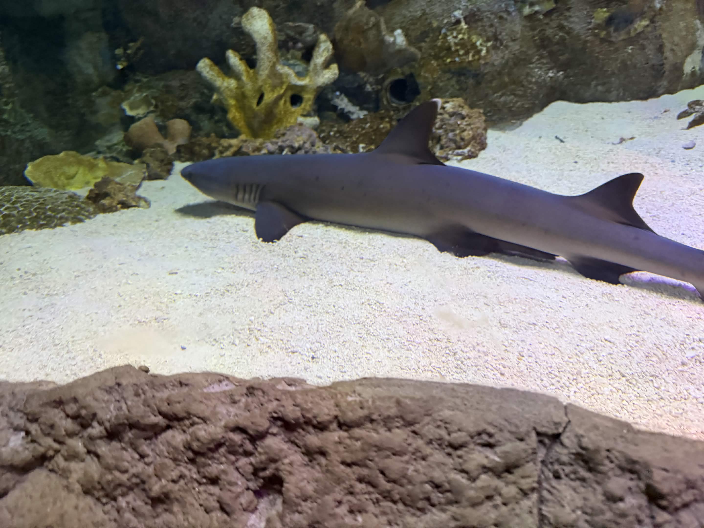 VIA Aquarium photo