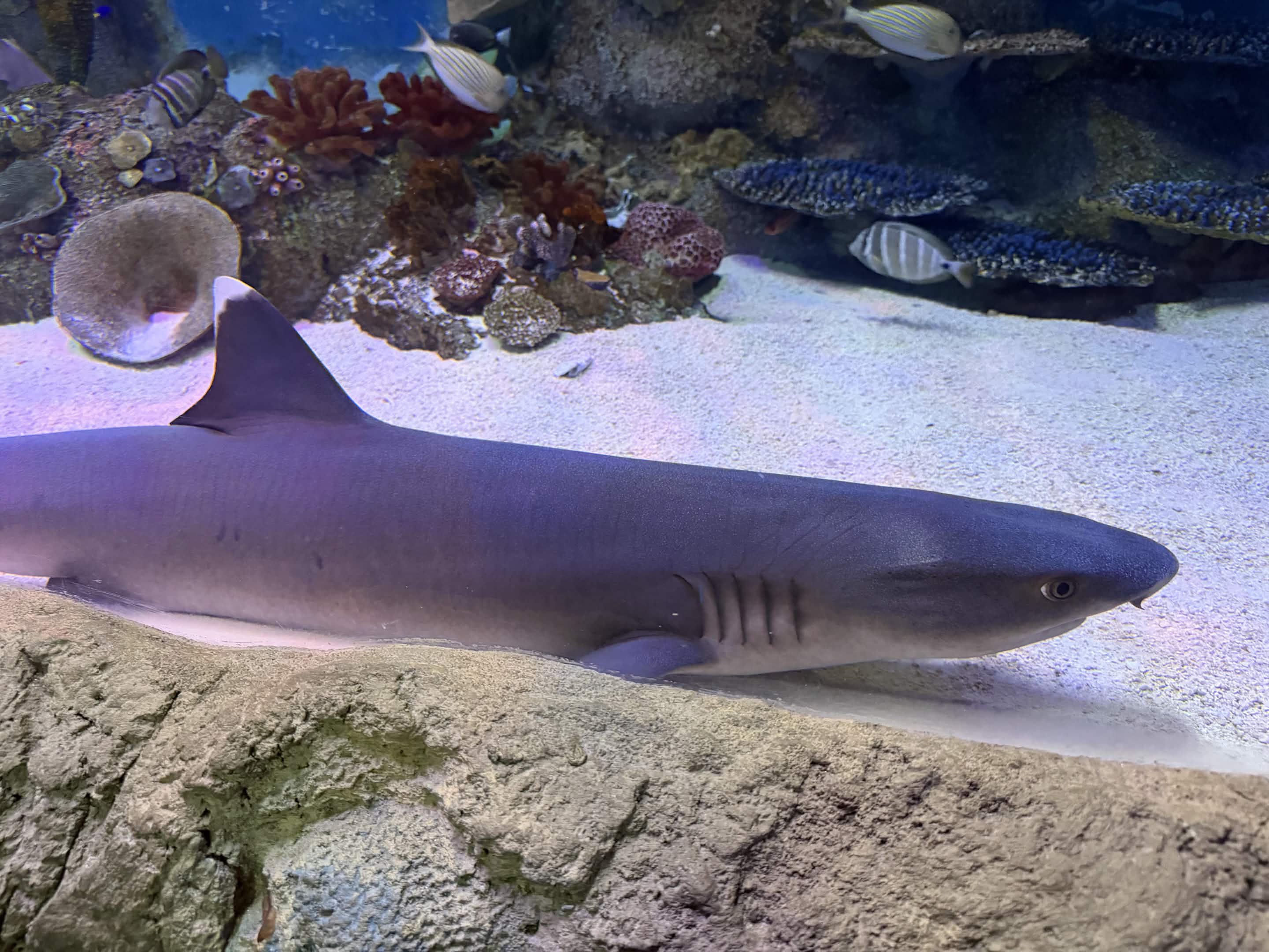 VIA Aquarium photo
