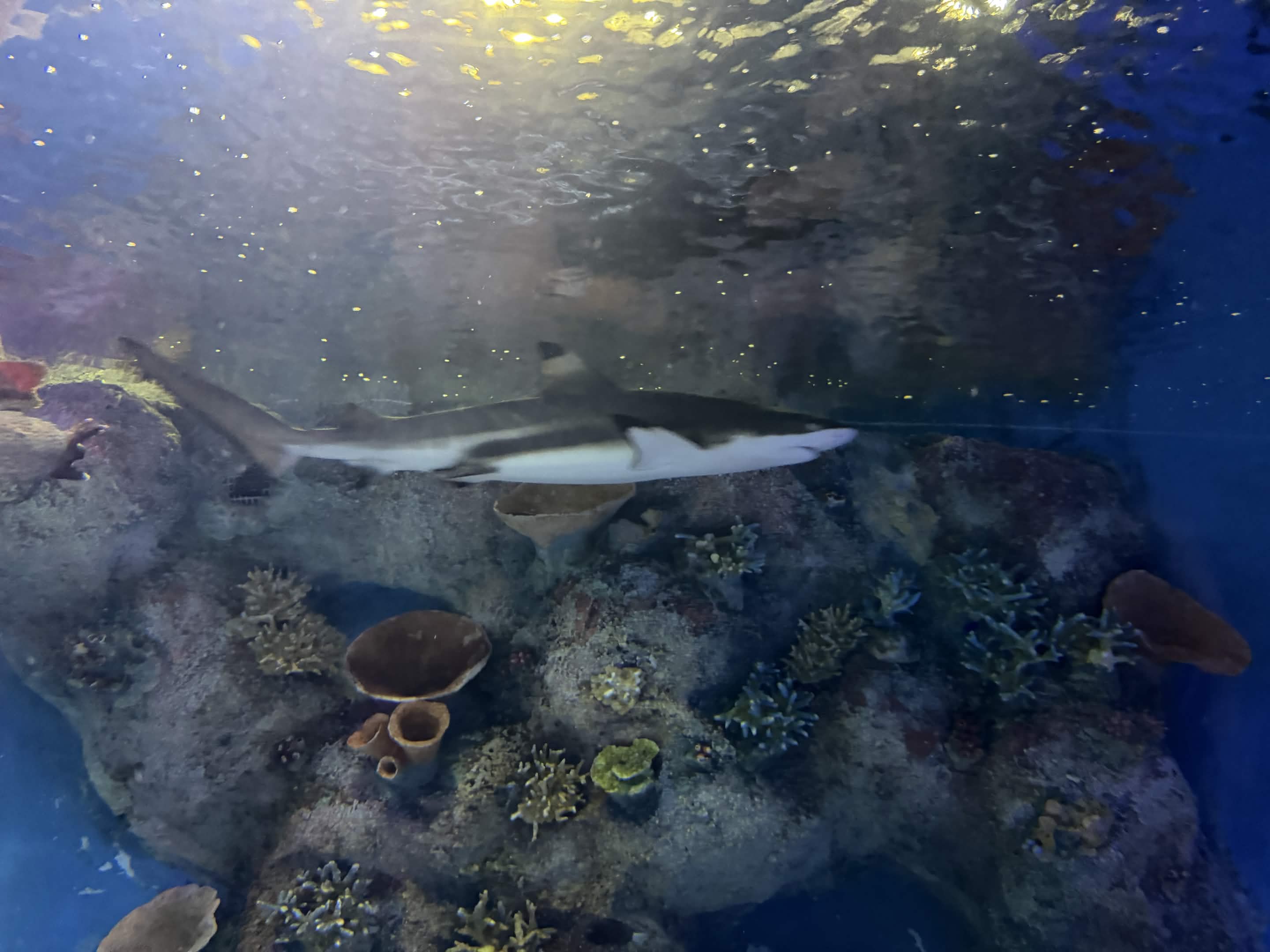 VIA Aquarium photo