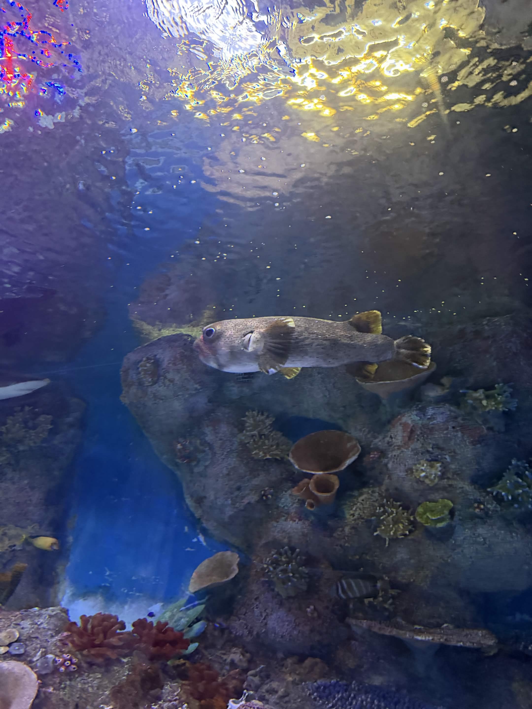 VIA Aquarium photo
