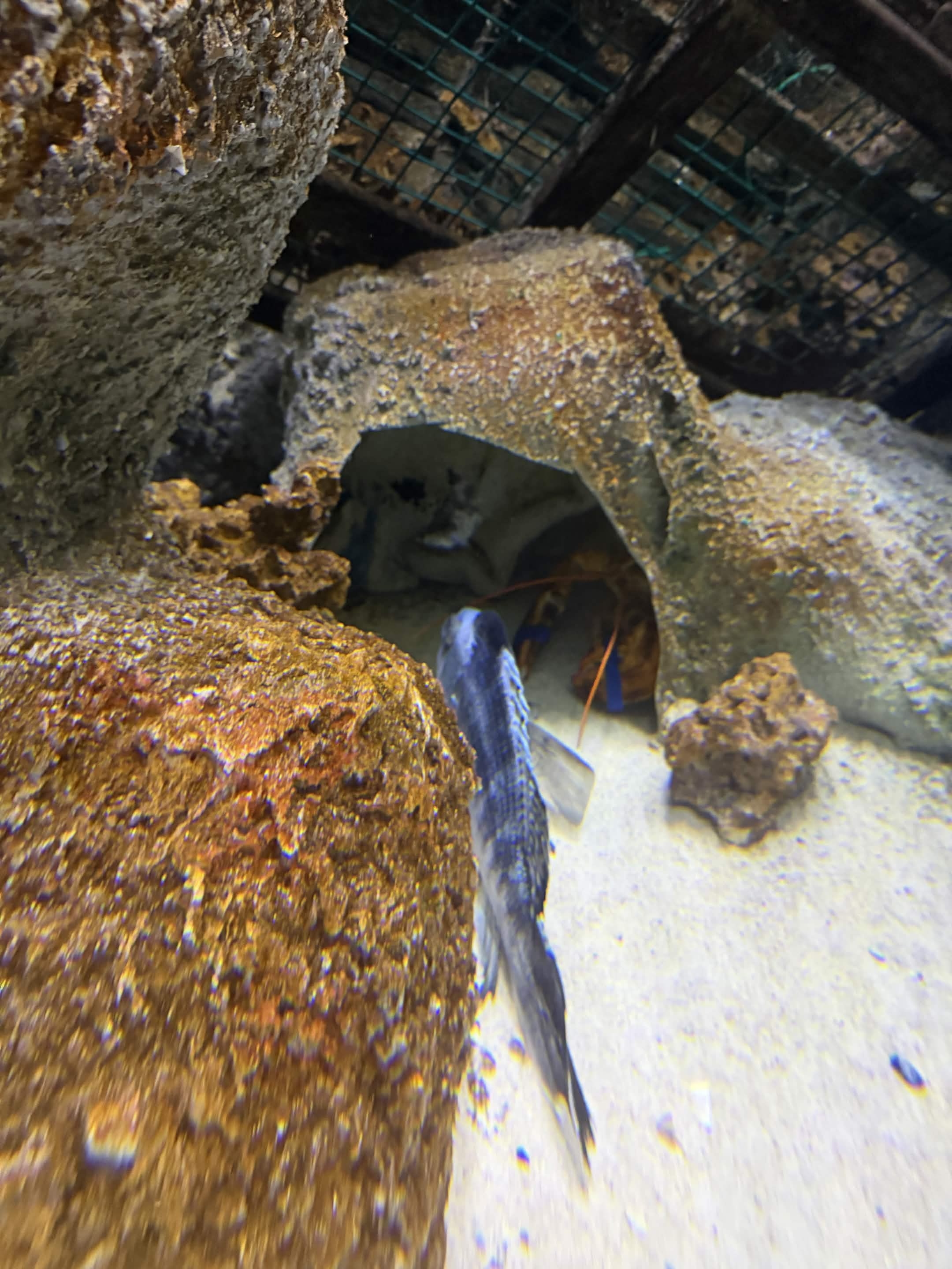 VIA Aquarium photo