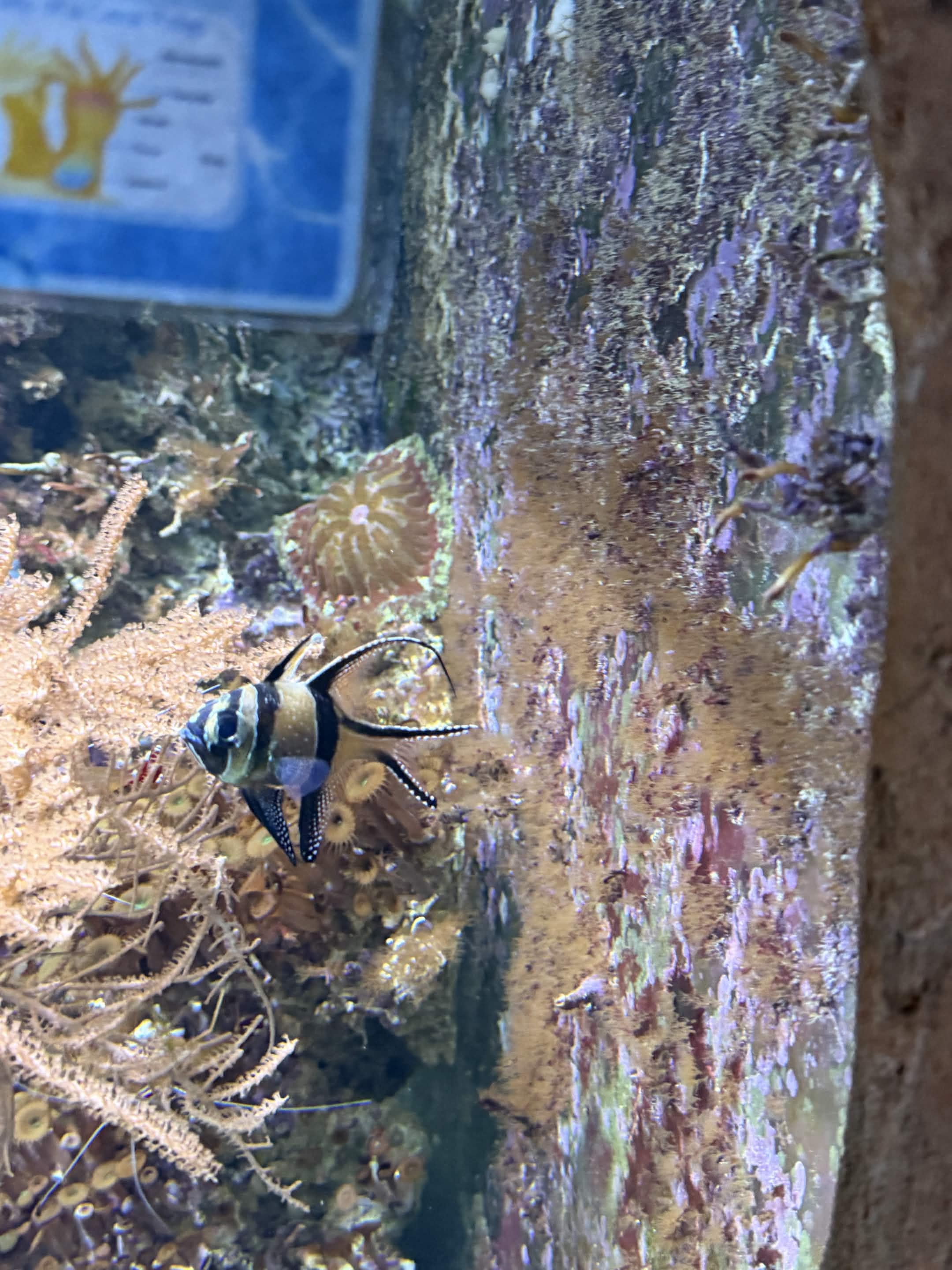 VIA Aquarium photo