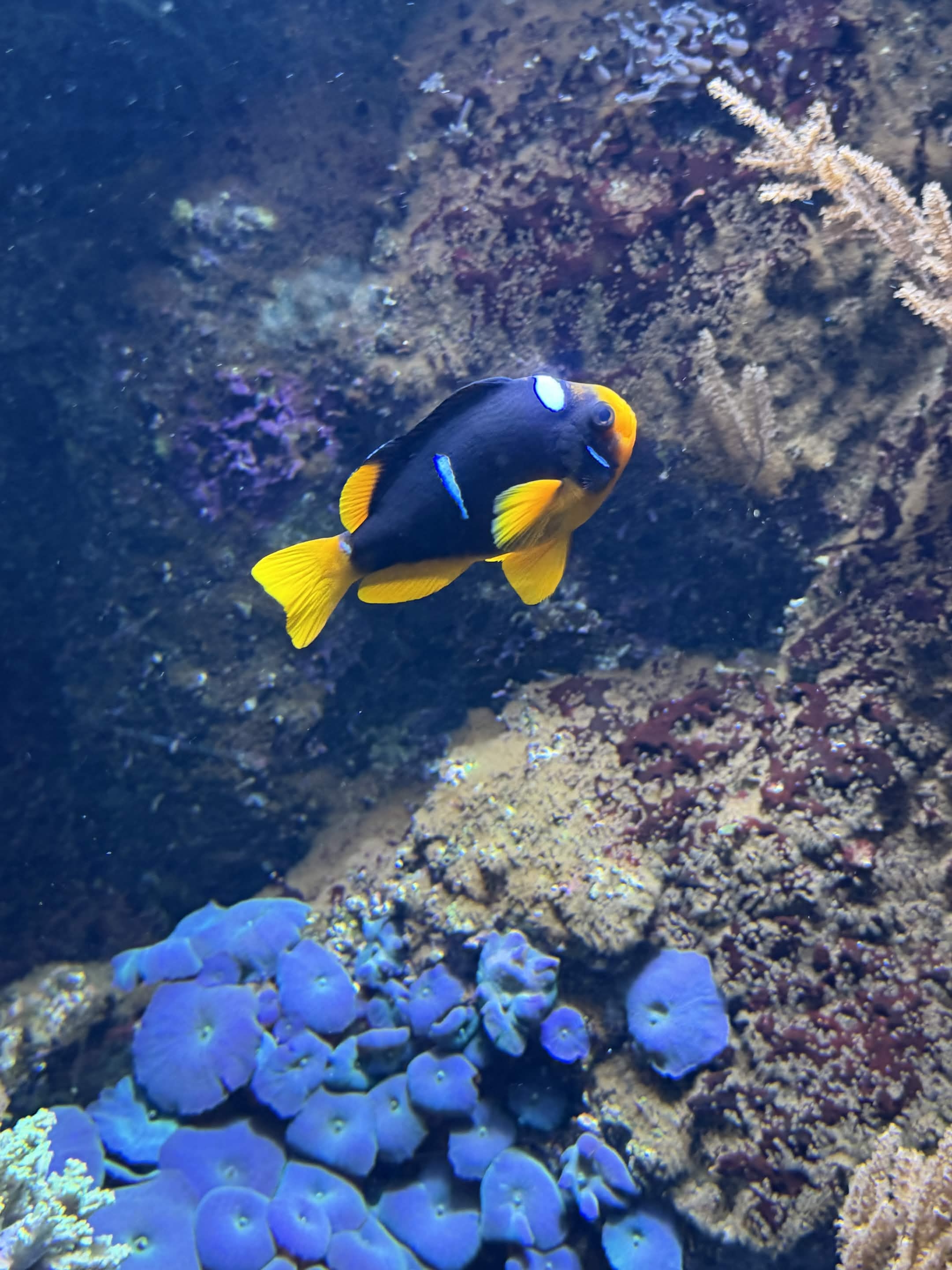 VIA Aquarium photo