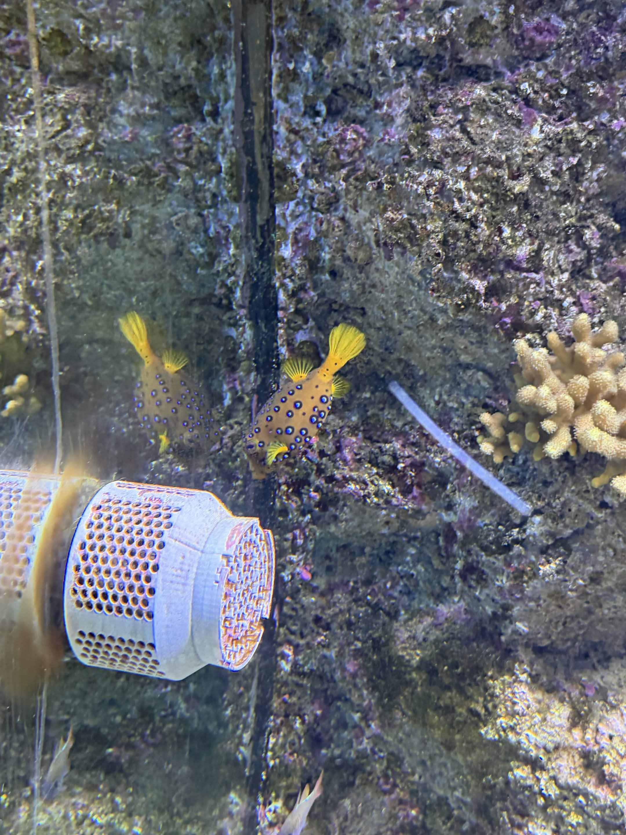 VIA Aquarium photo