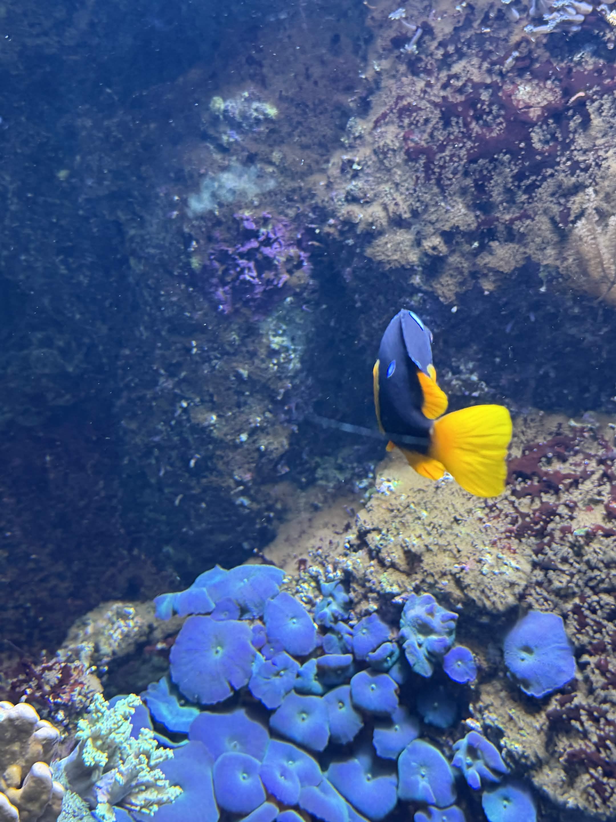 VIA Aquarium photo
