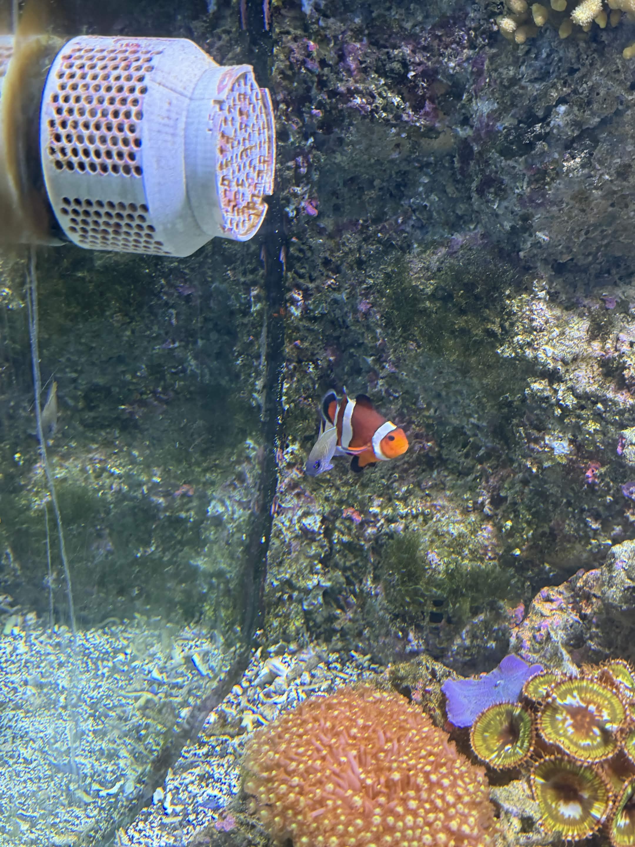 VIA Aquarium photo