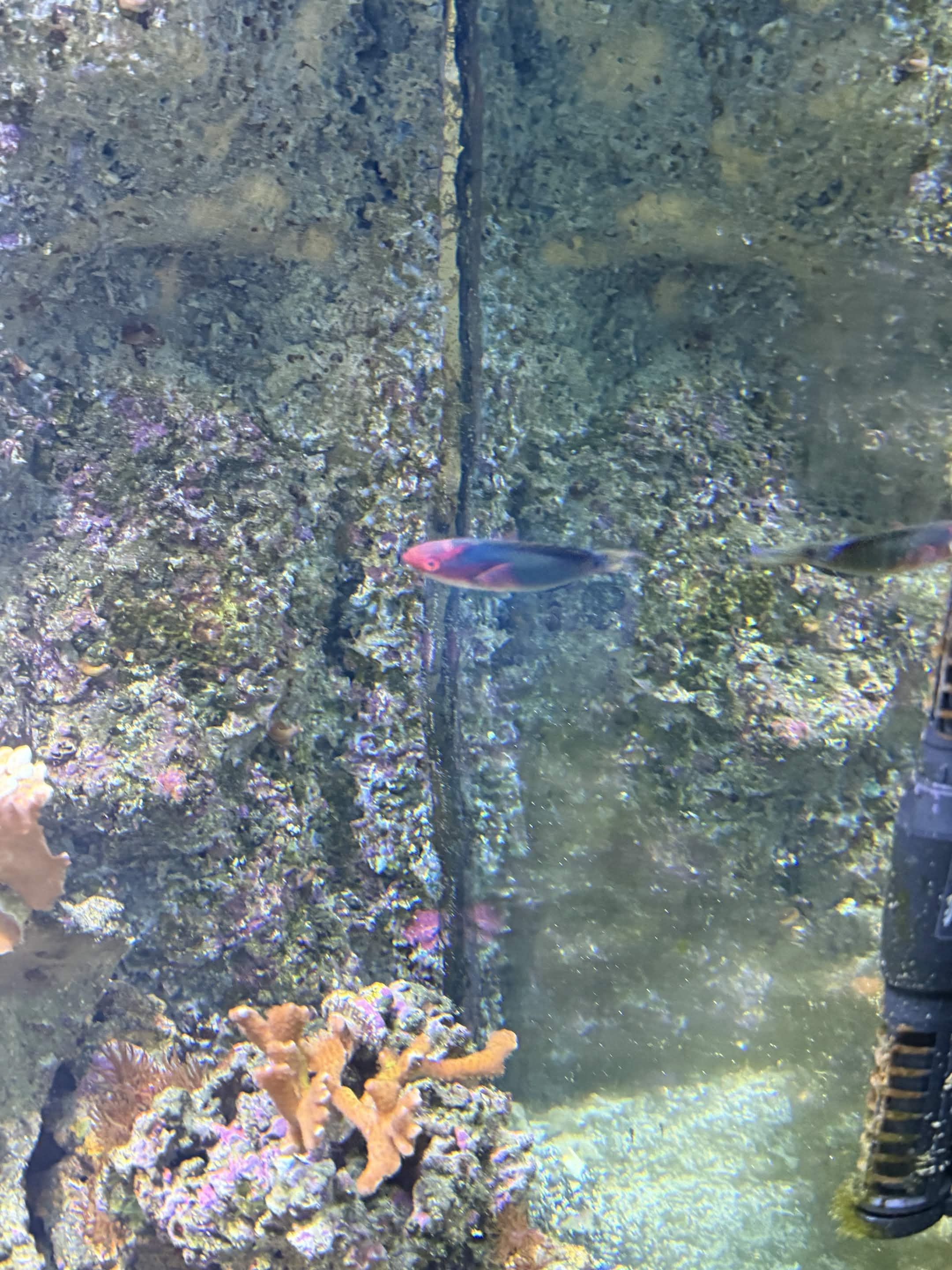VIA Aquarium photo