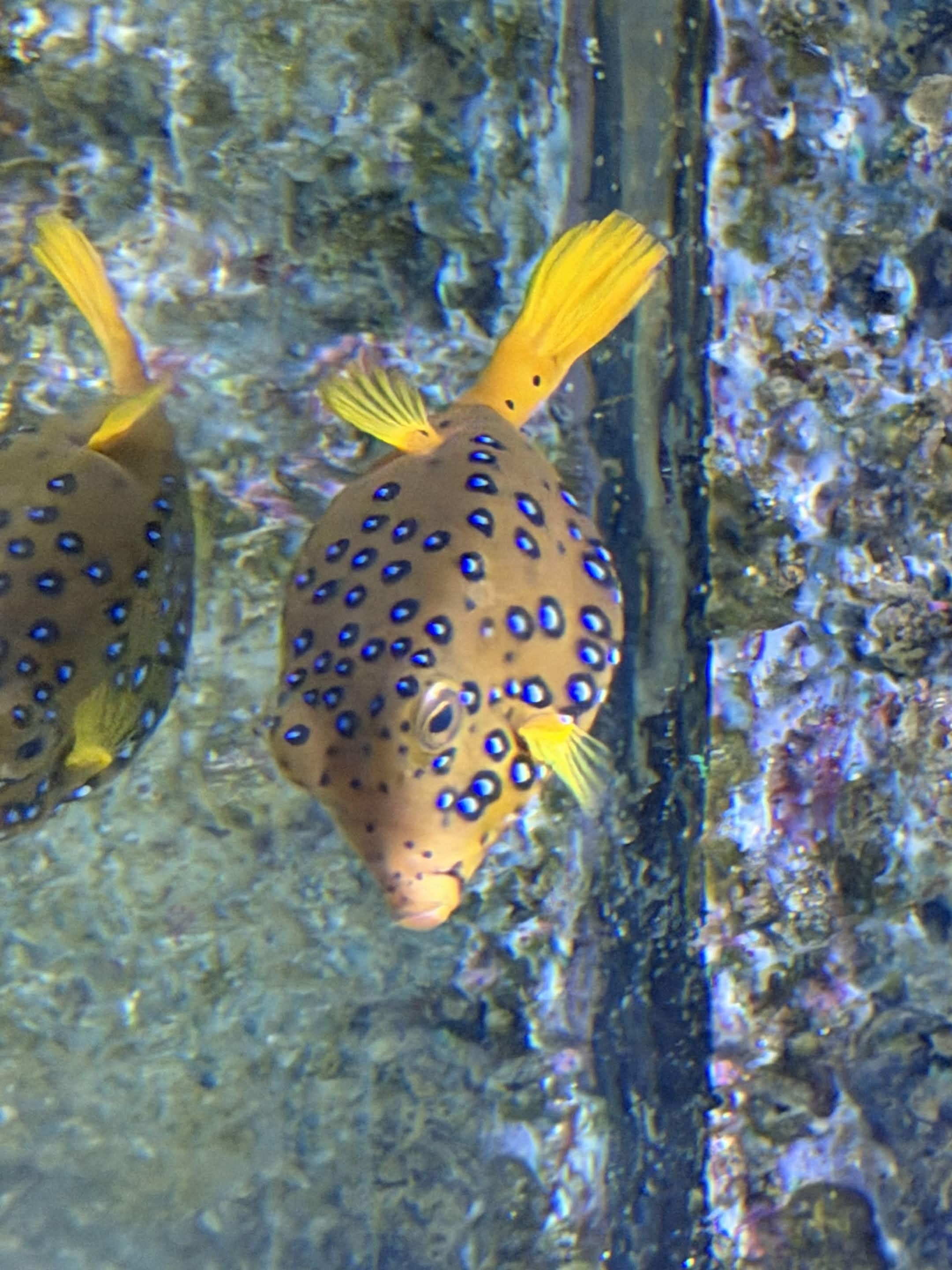 VIA Aquarium photo