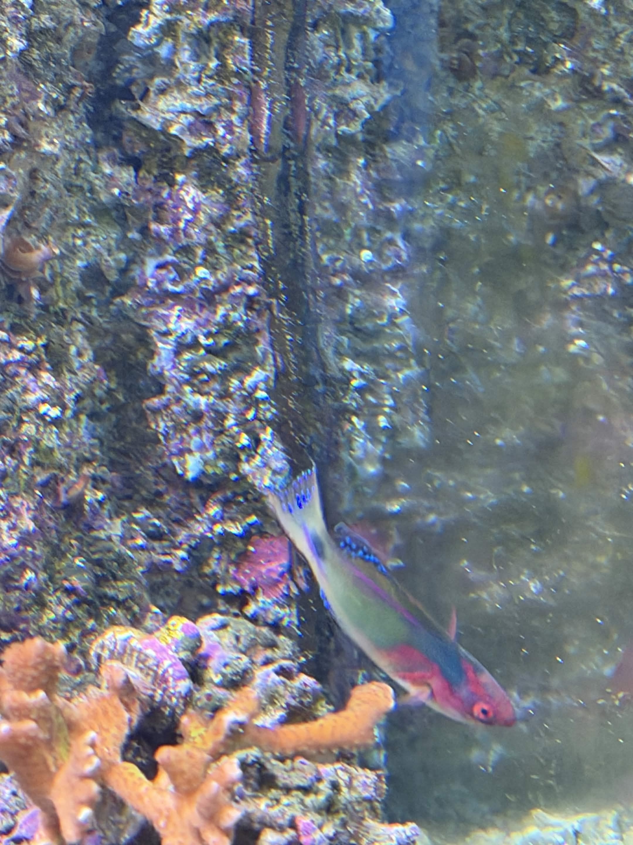 VIA Aquarium photo