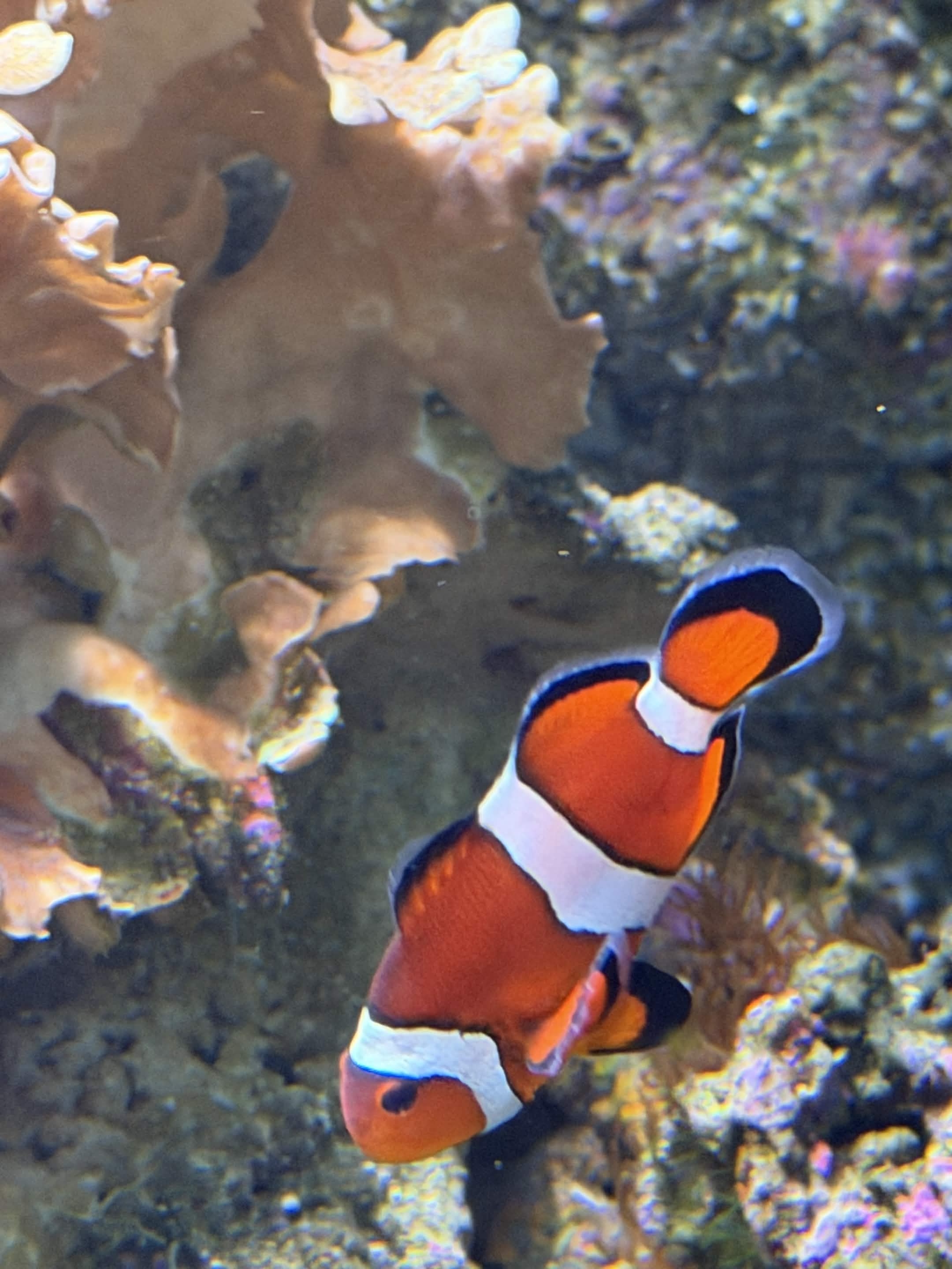 VIA Aquarium photo