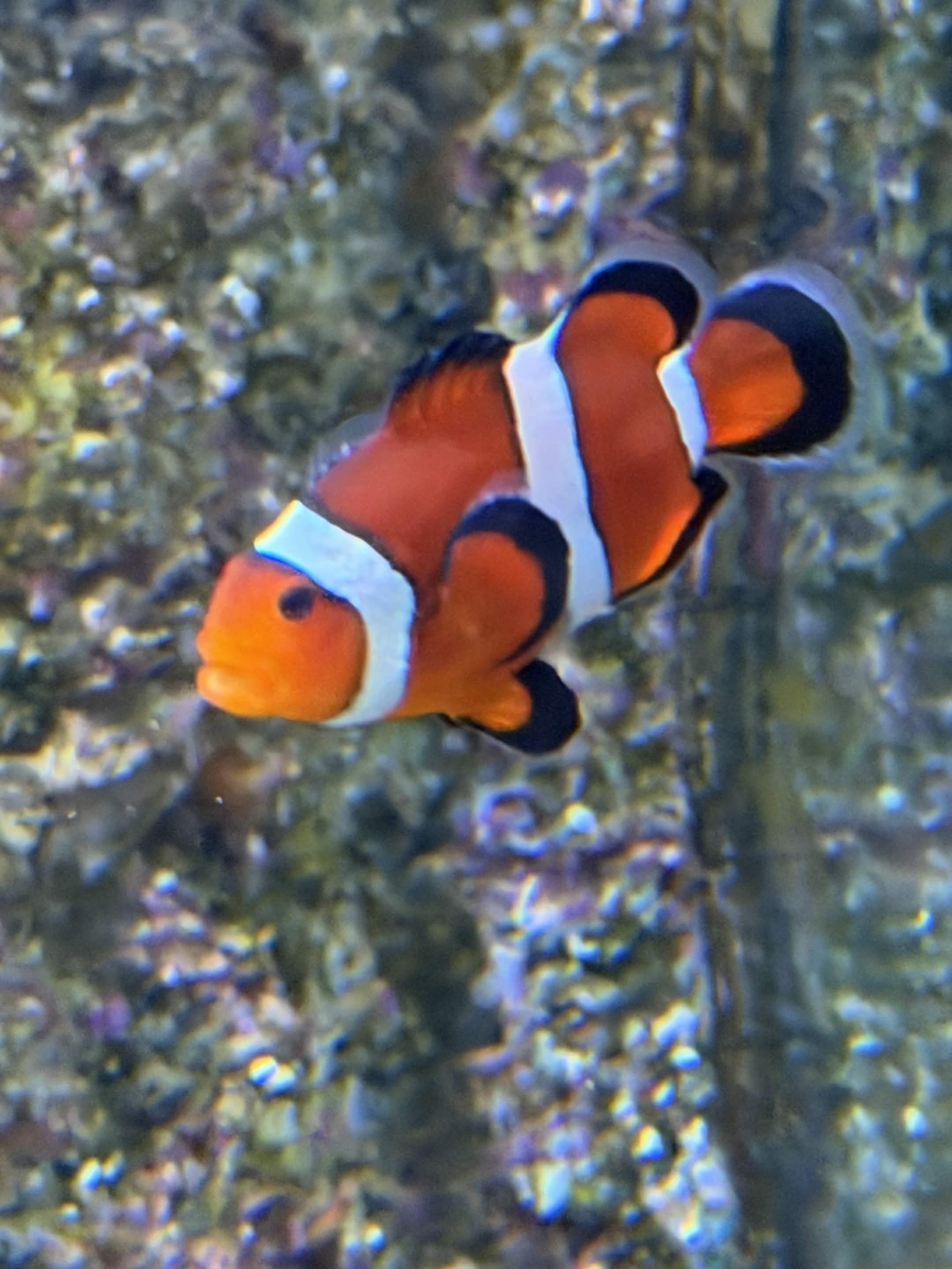 VIA Aquarium photo