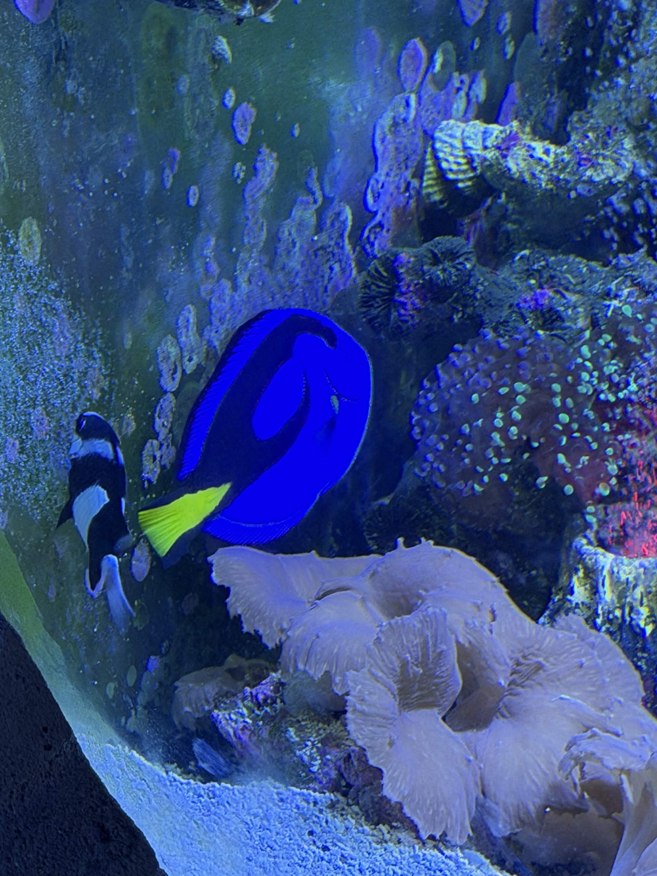 VIA Aquarium photo