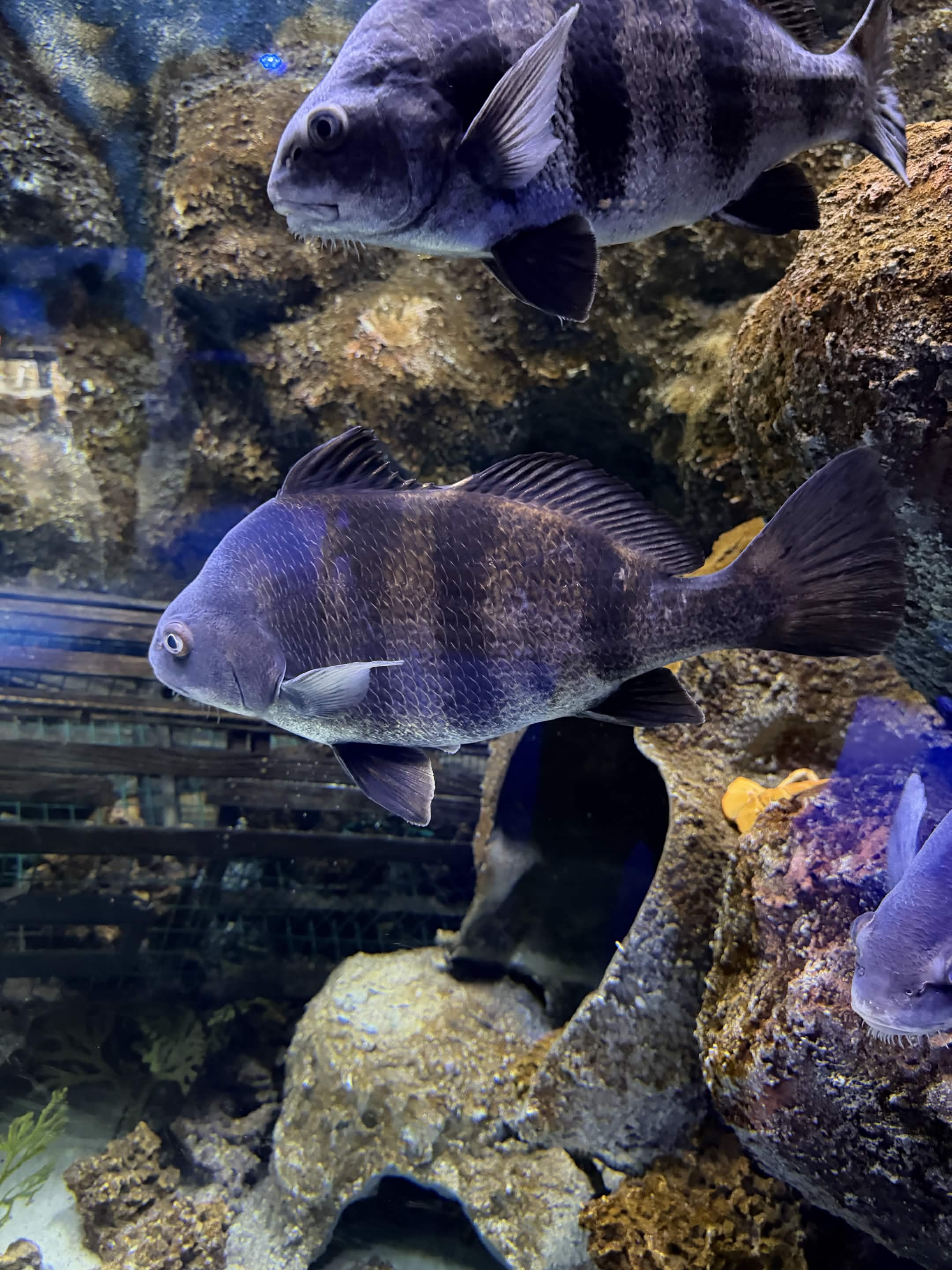 VIA Aquarium photo