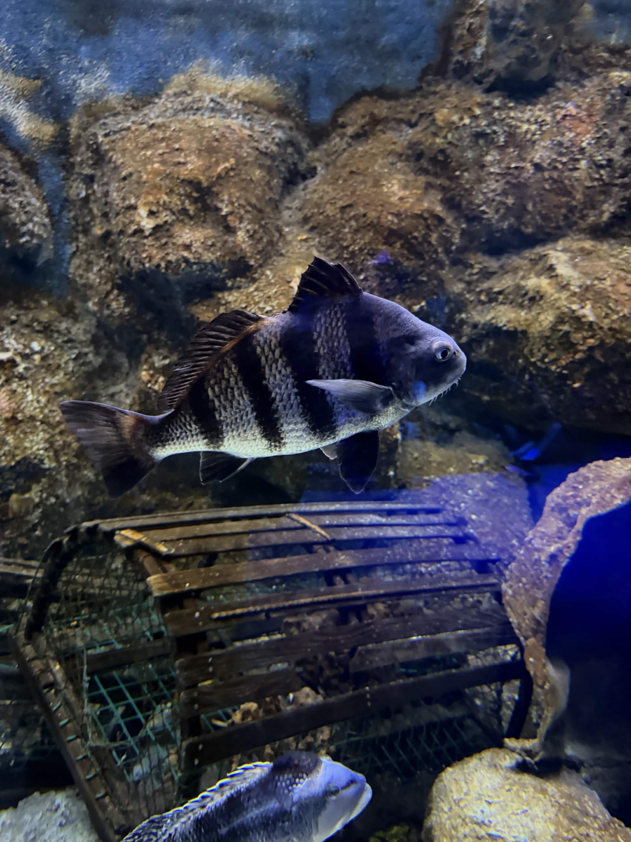 VIA Aquarium photo
