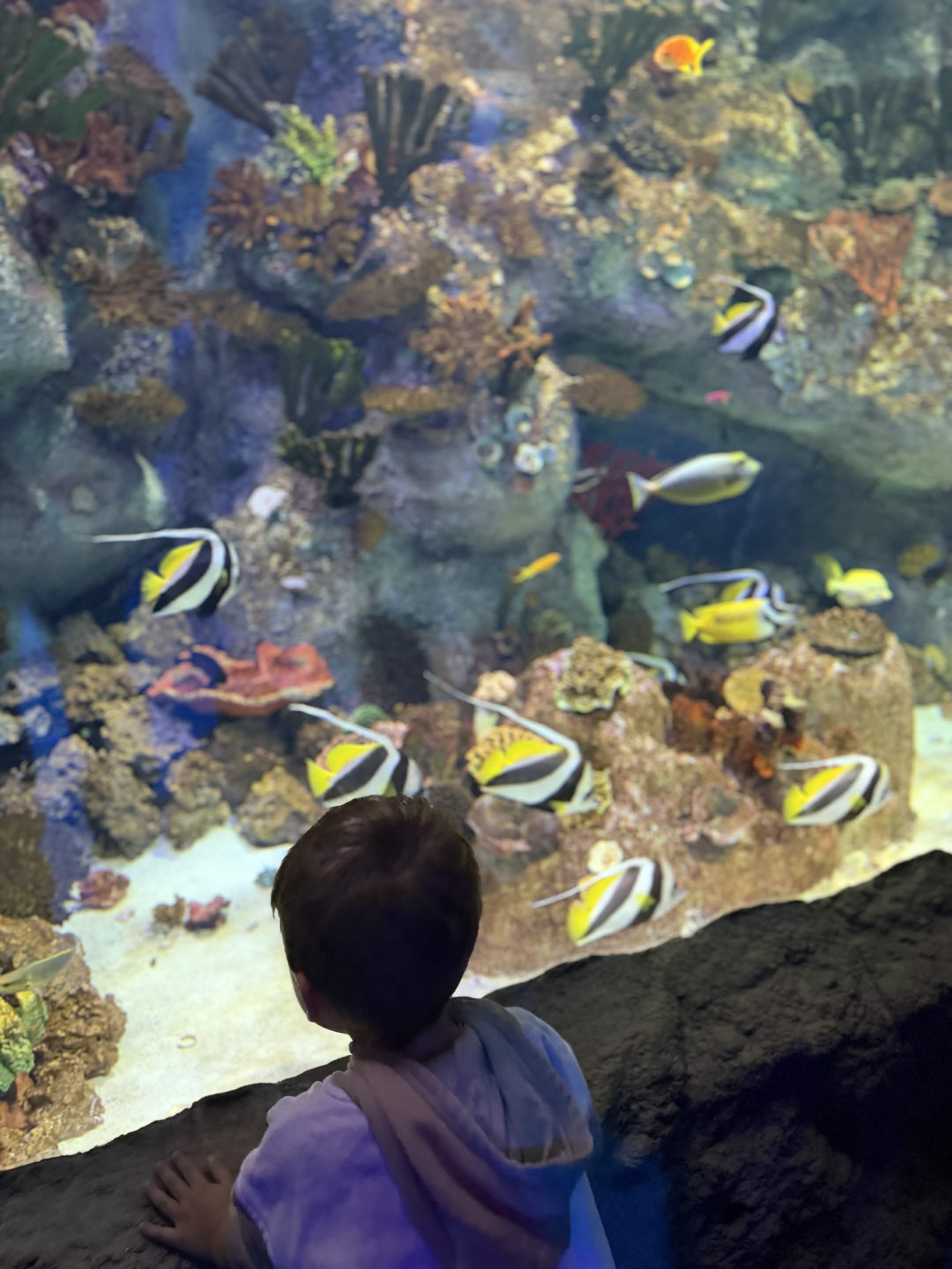 VIA Aquarium photo