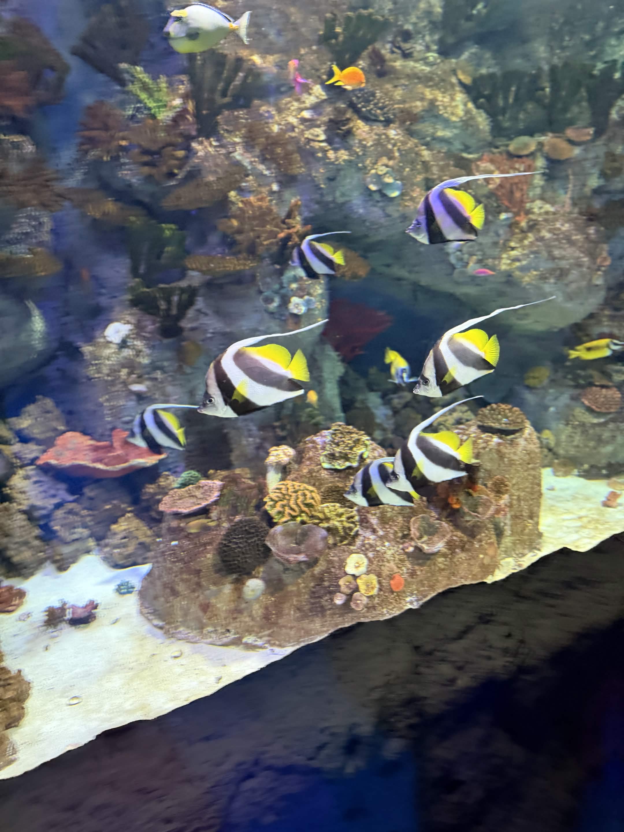 VIA Aquarium photo