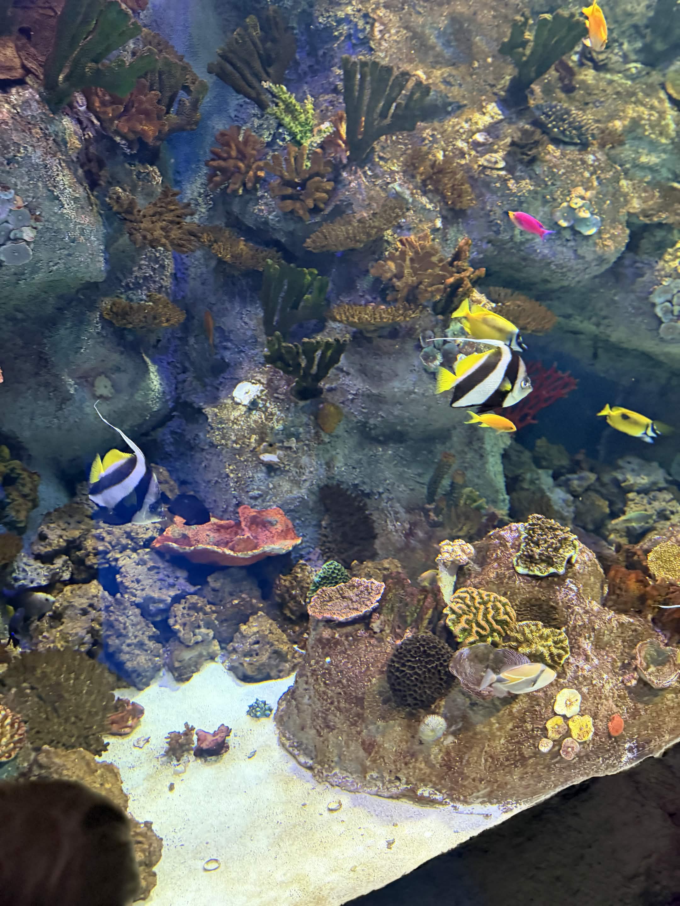 VIA Aquarium photo