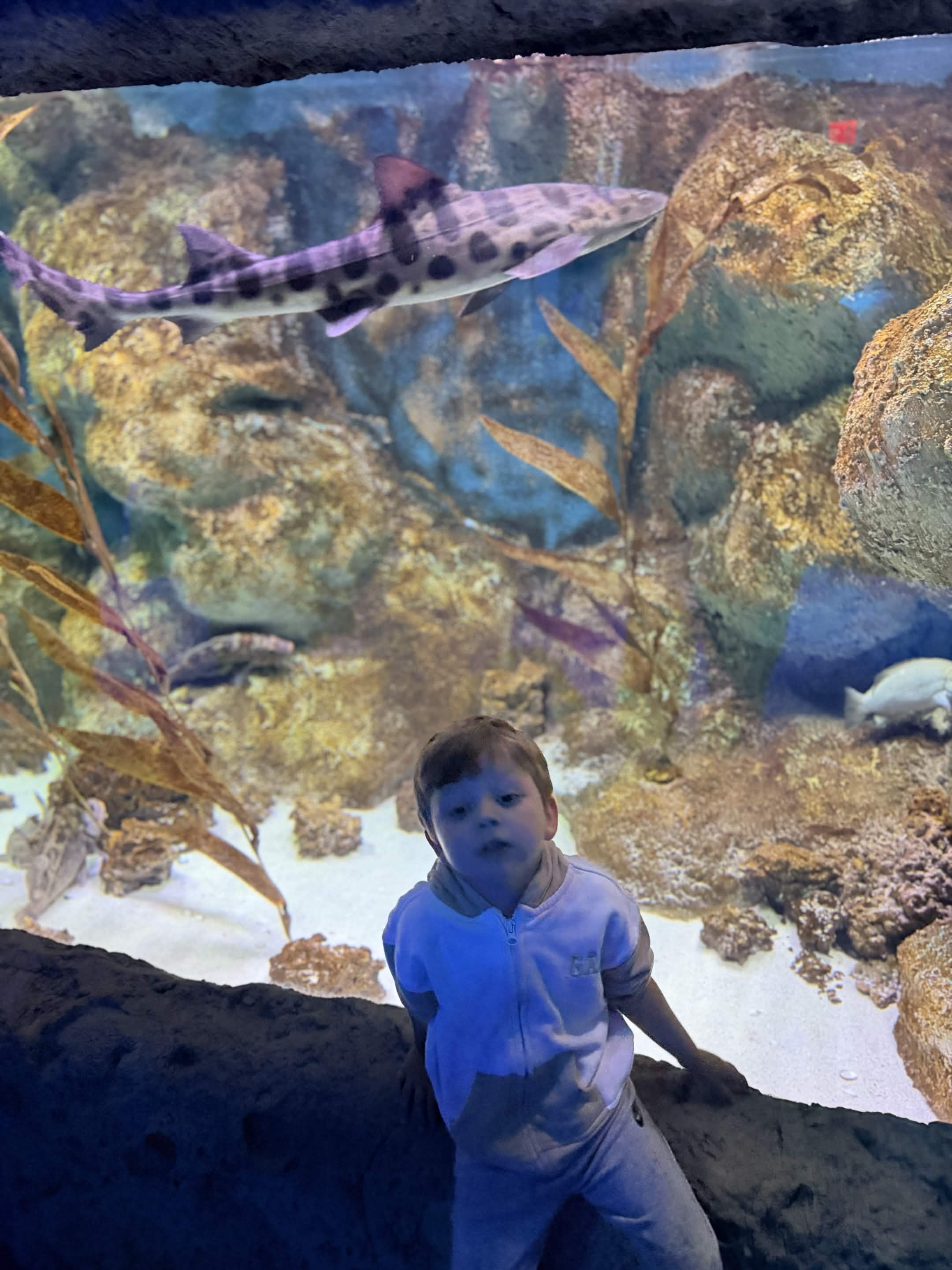VIA Aquarium photo