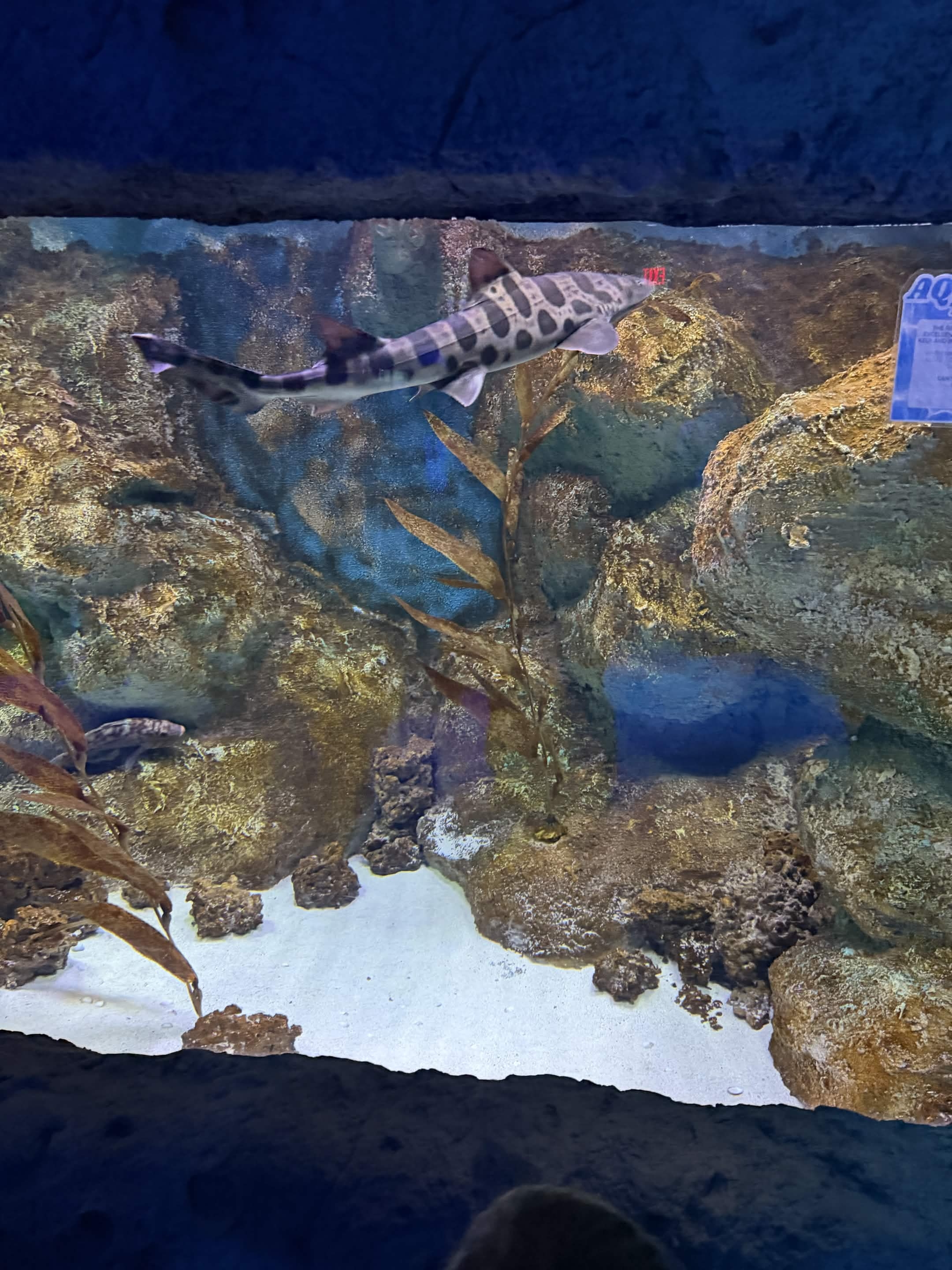 VIA Aquarium photo
