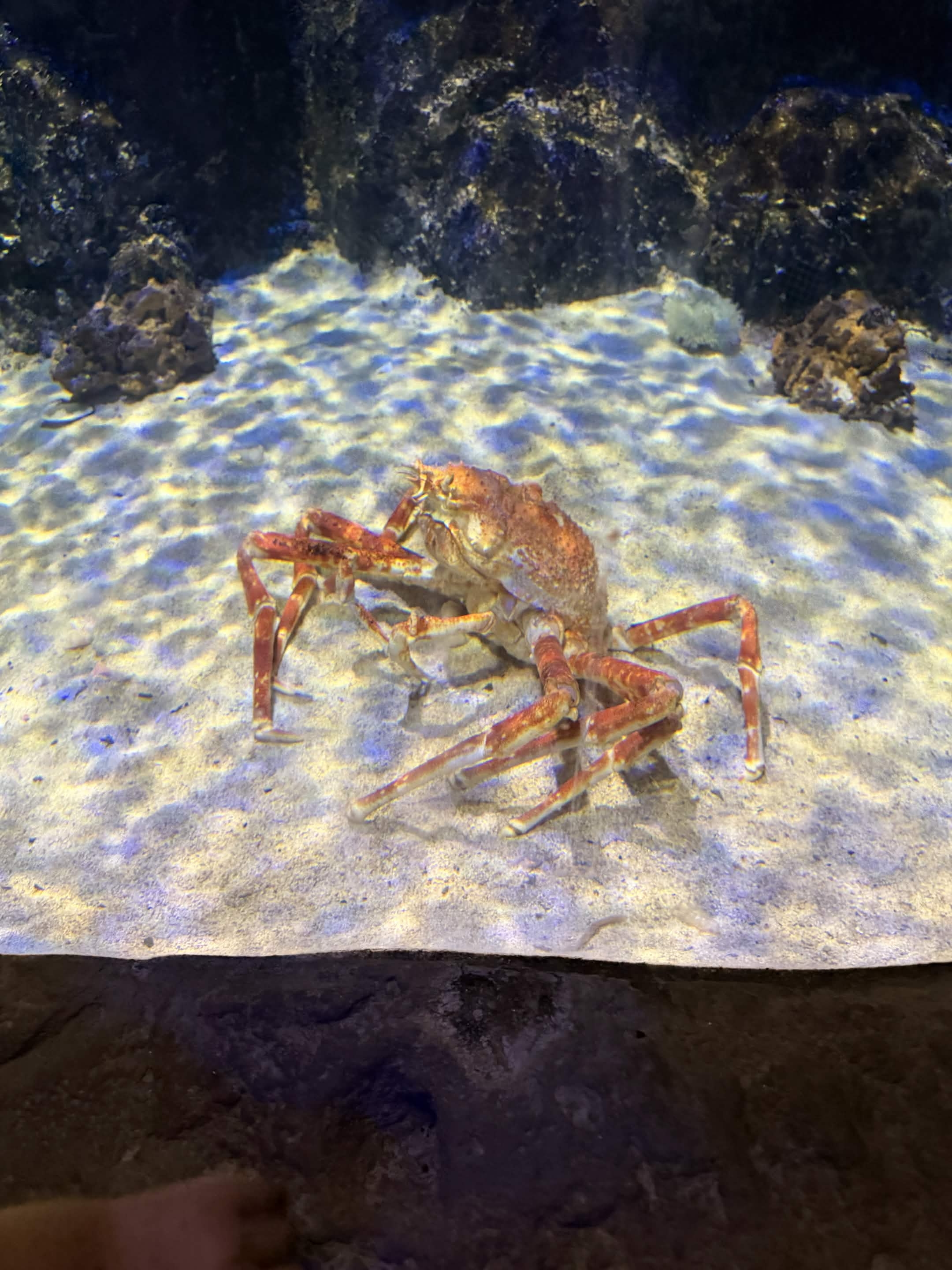 VIA Aquarium photo