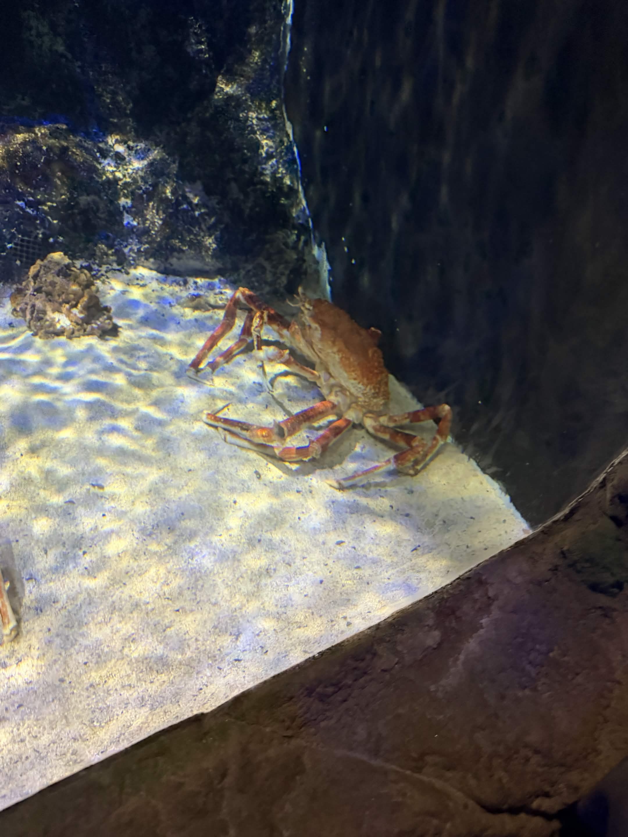 VIA Aquarium photo
