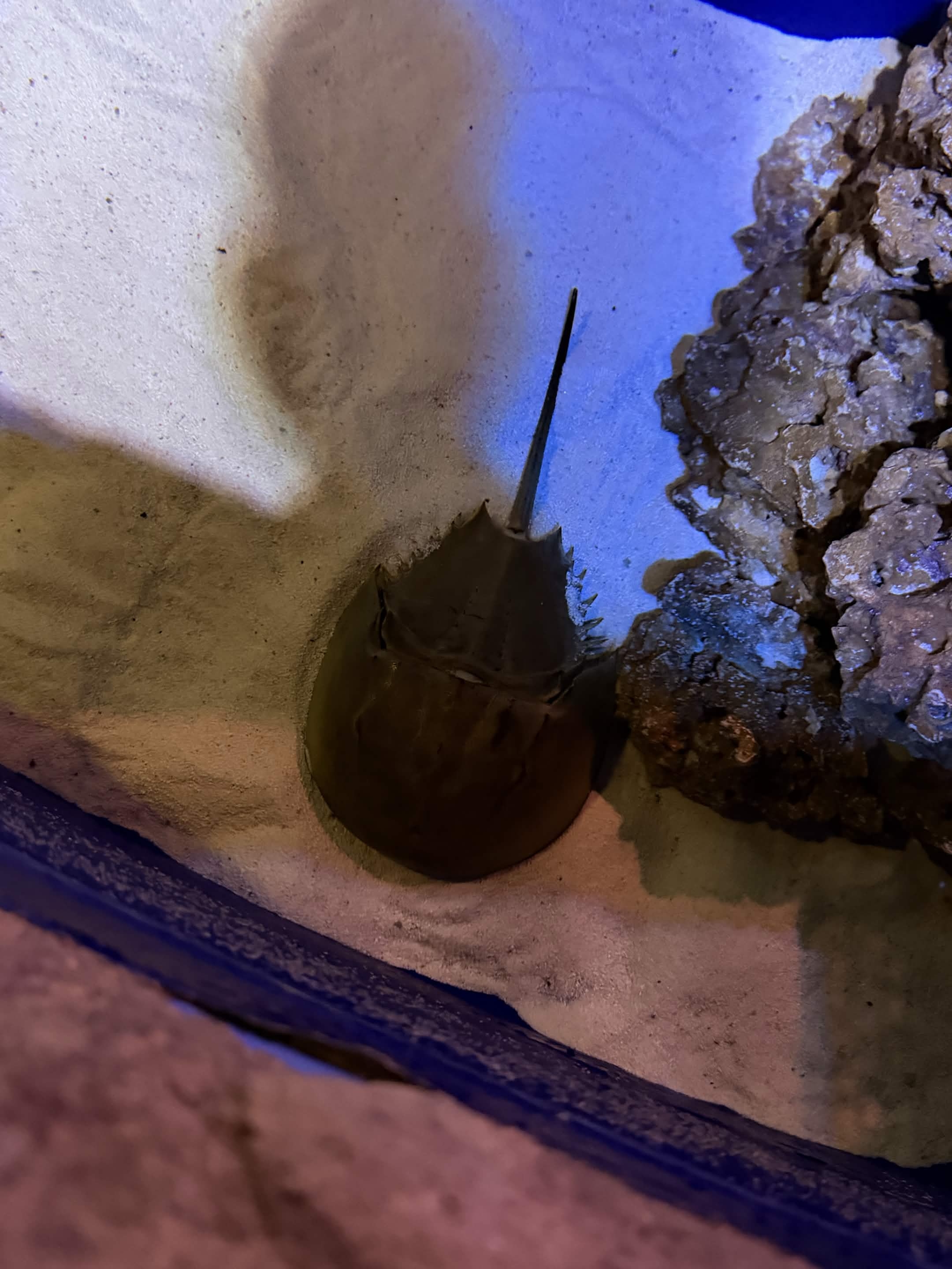 VIA Aquarium photo