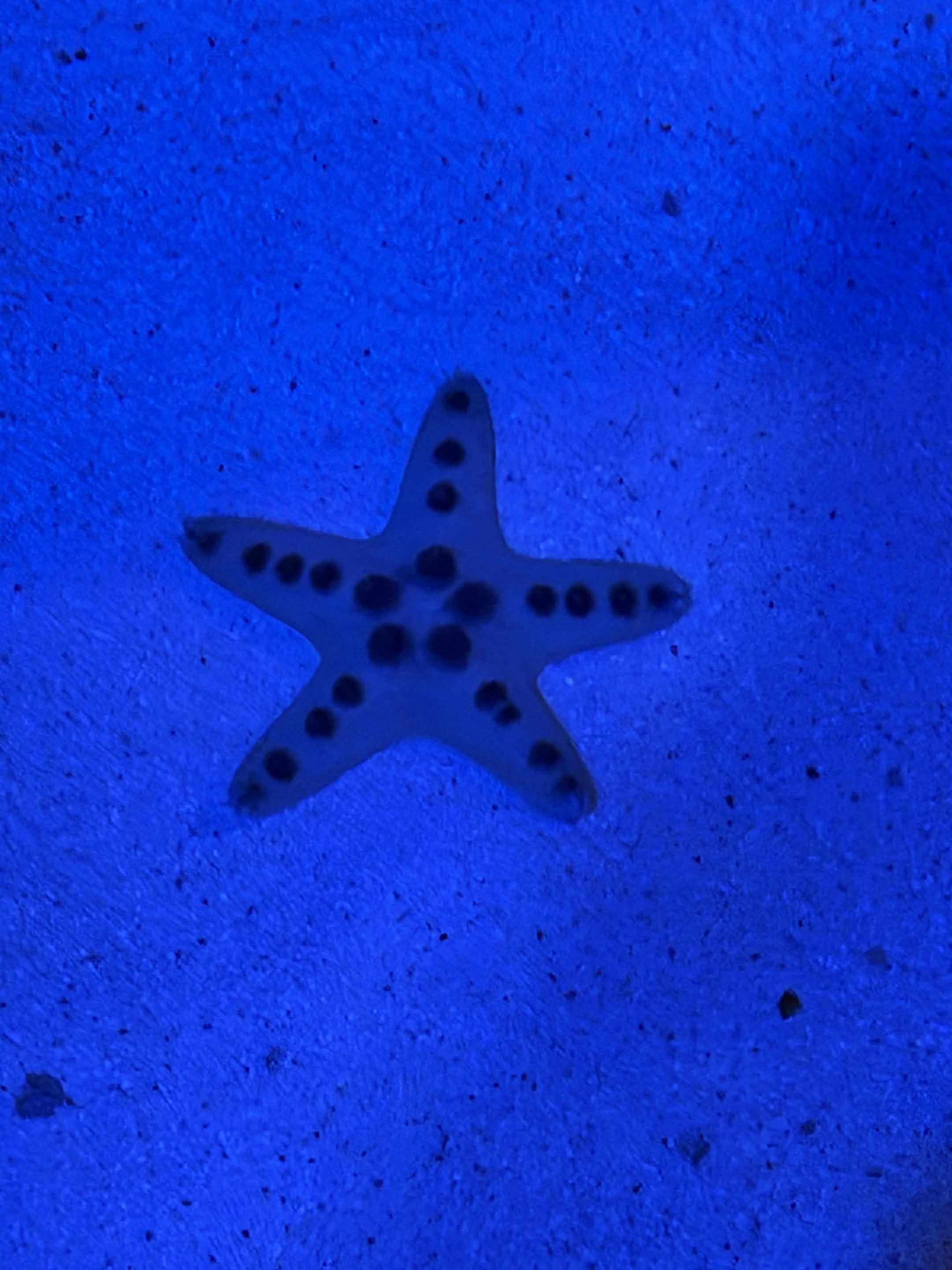VIA Aquarium photo