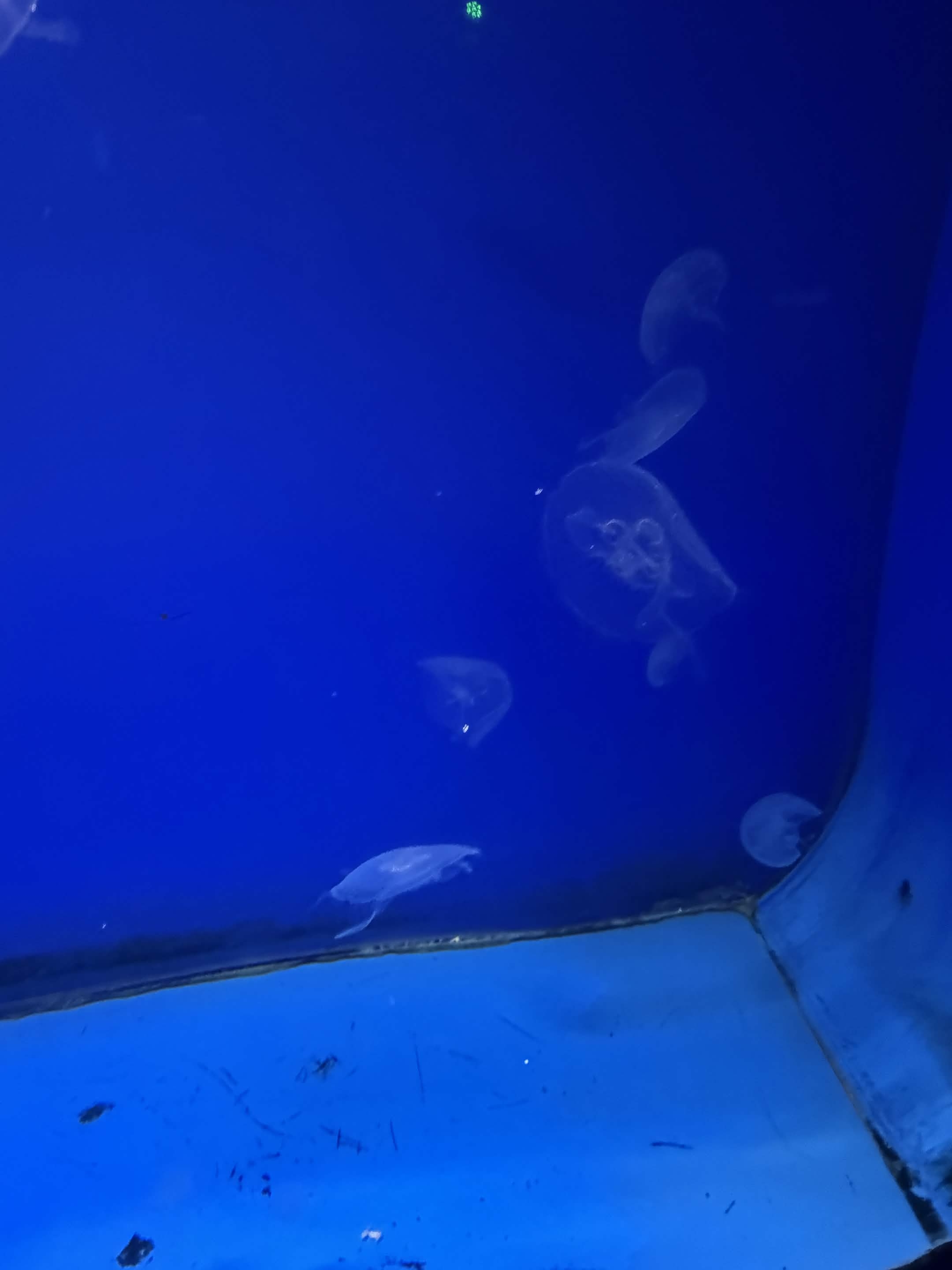 VIA Aquarium photo