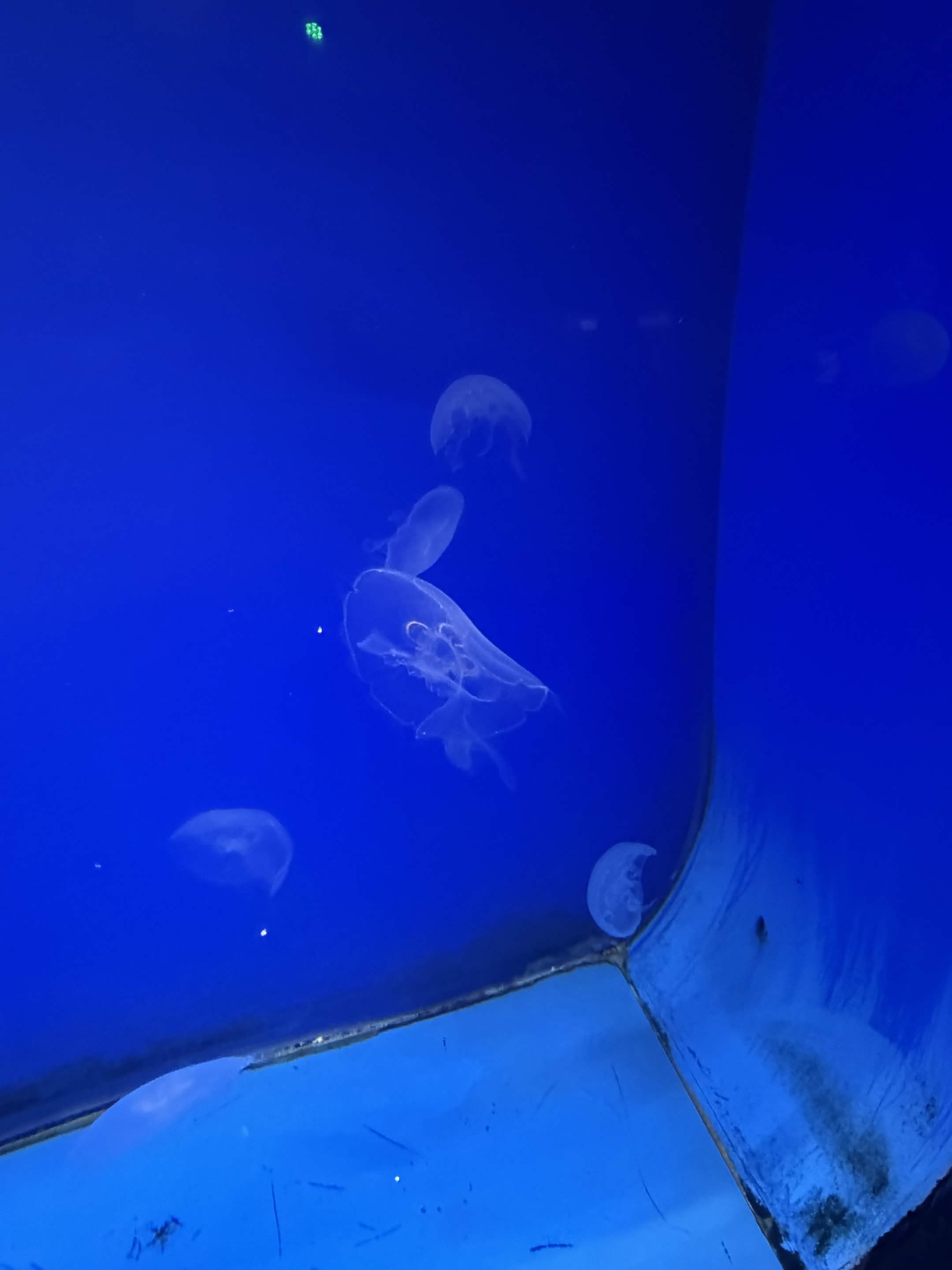 VIA Aquarium photo