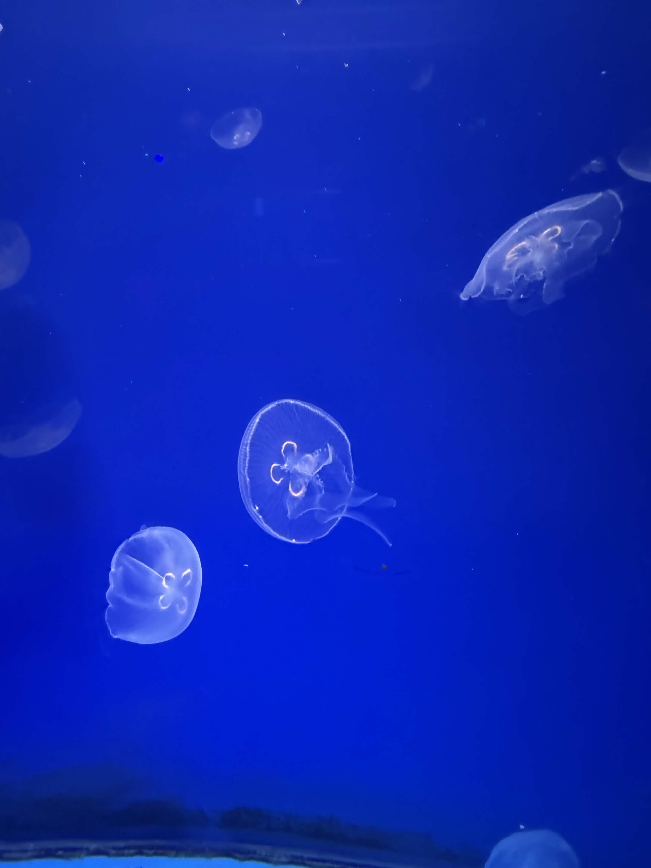 VIA Aquarium photo