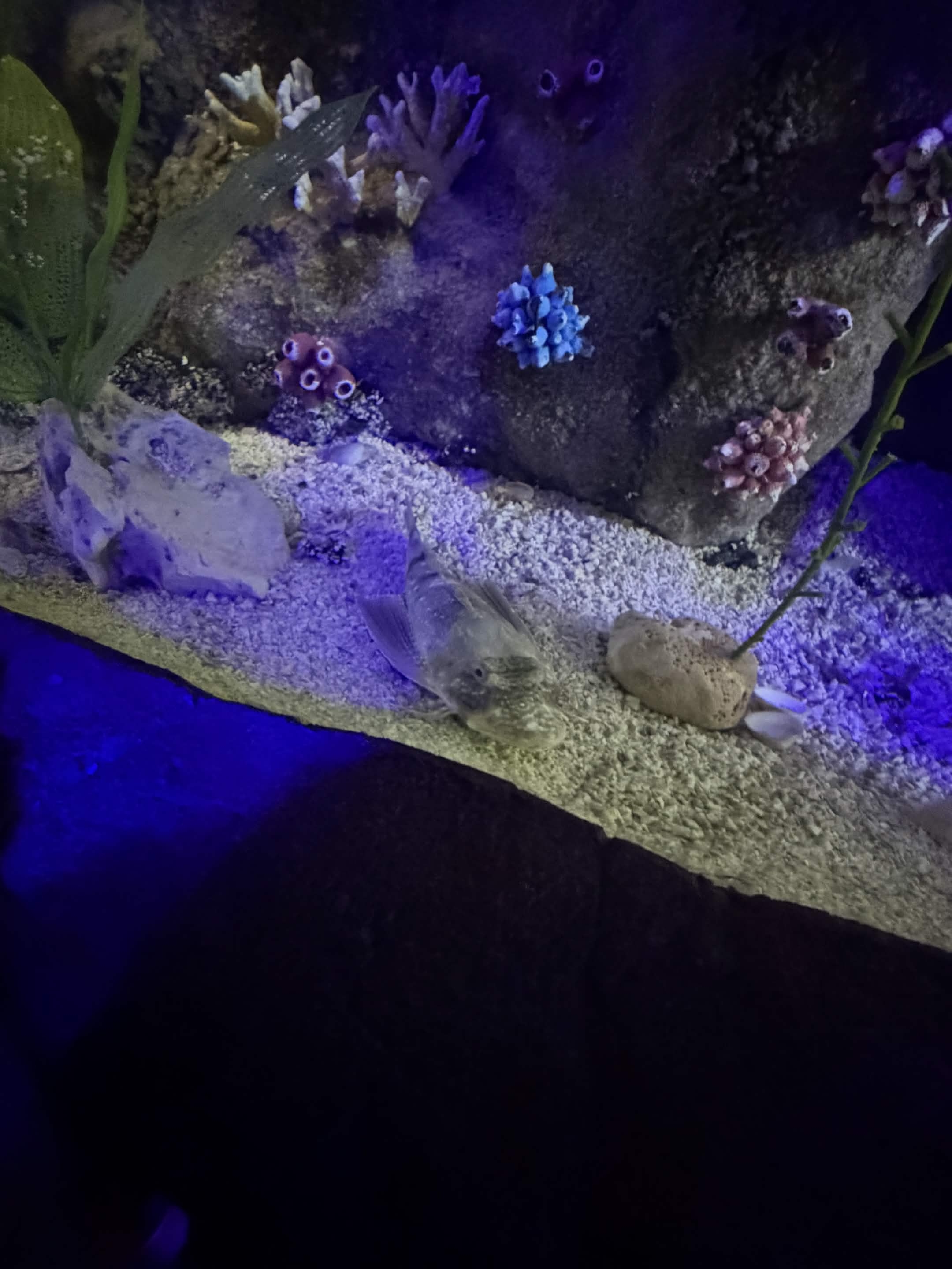 VIA Aquarium photo
