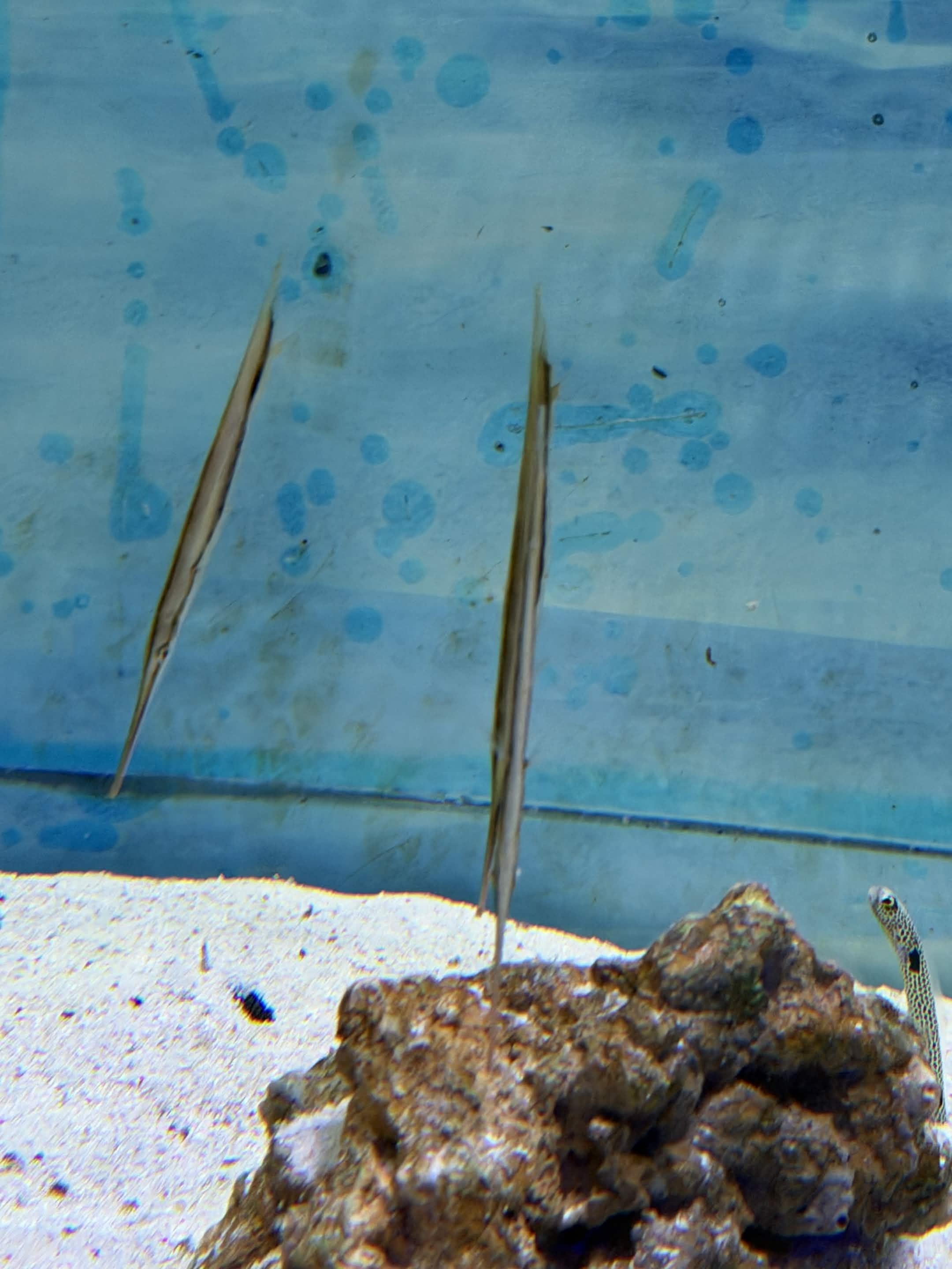 VIA Aquarium photo
