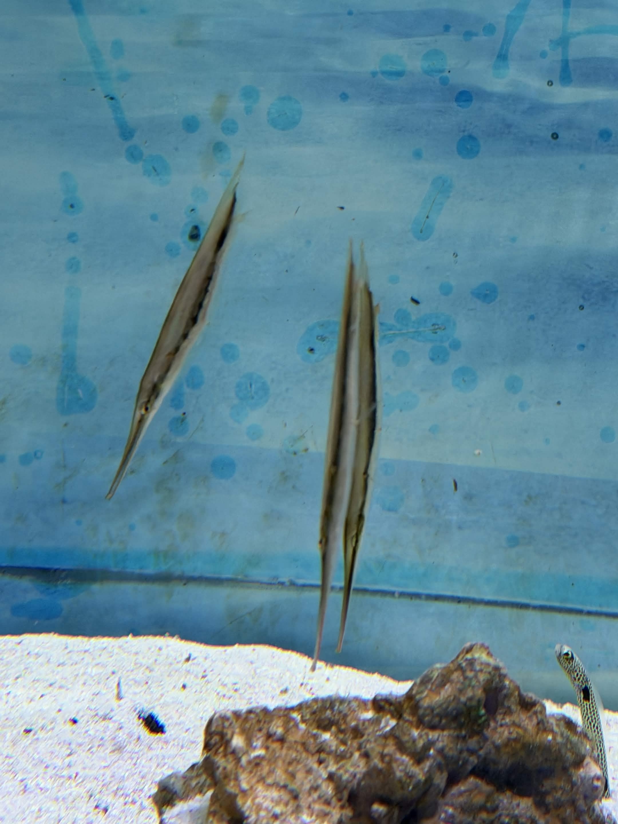 VIA Aquarium photo