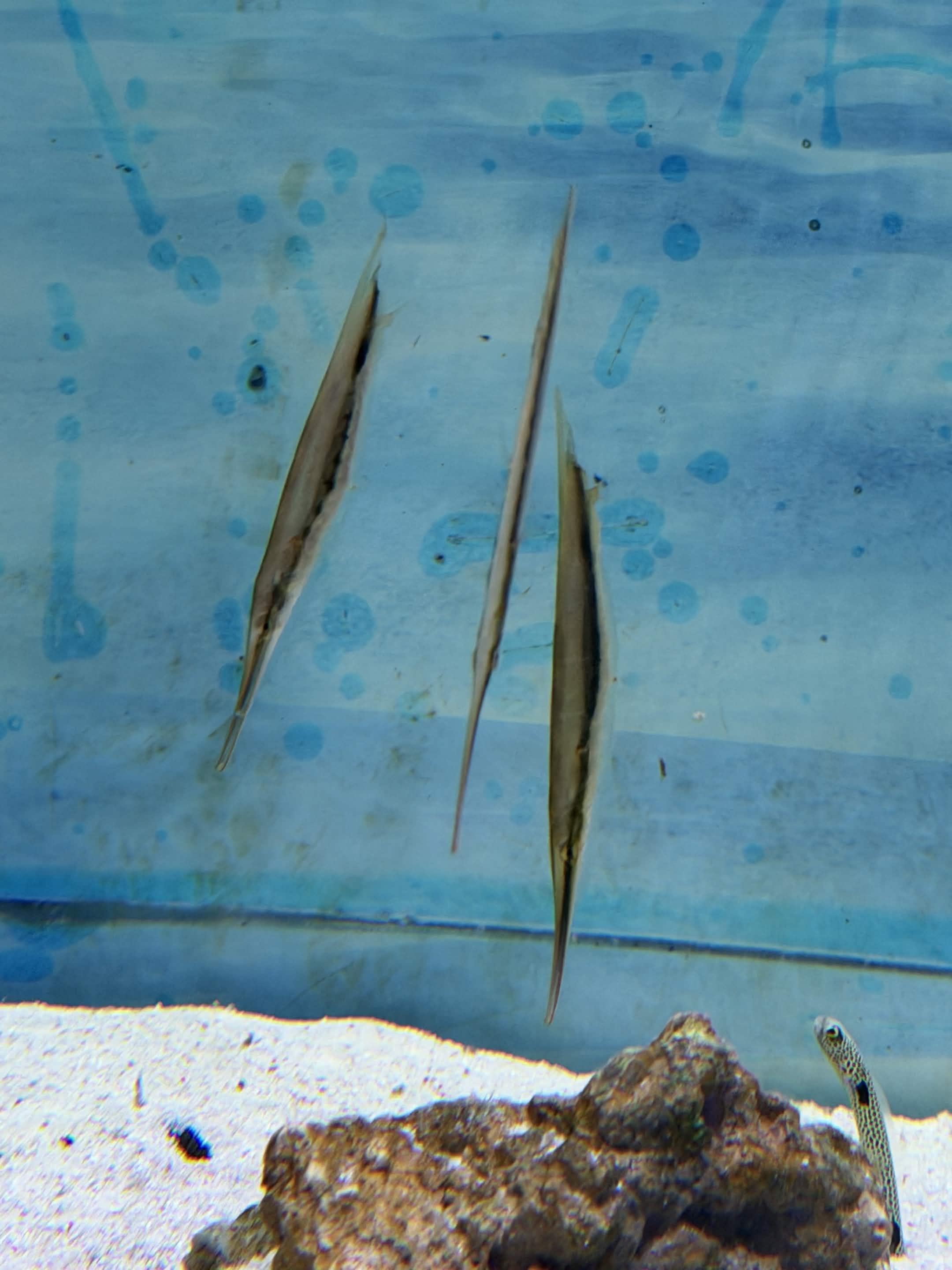 VIA Aquarium photo