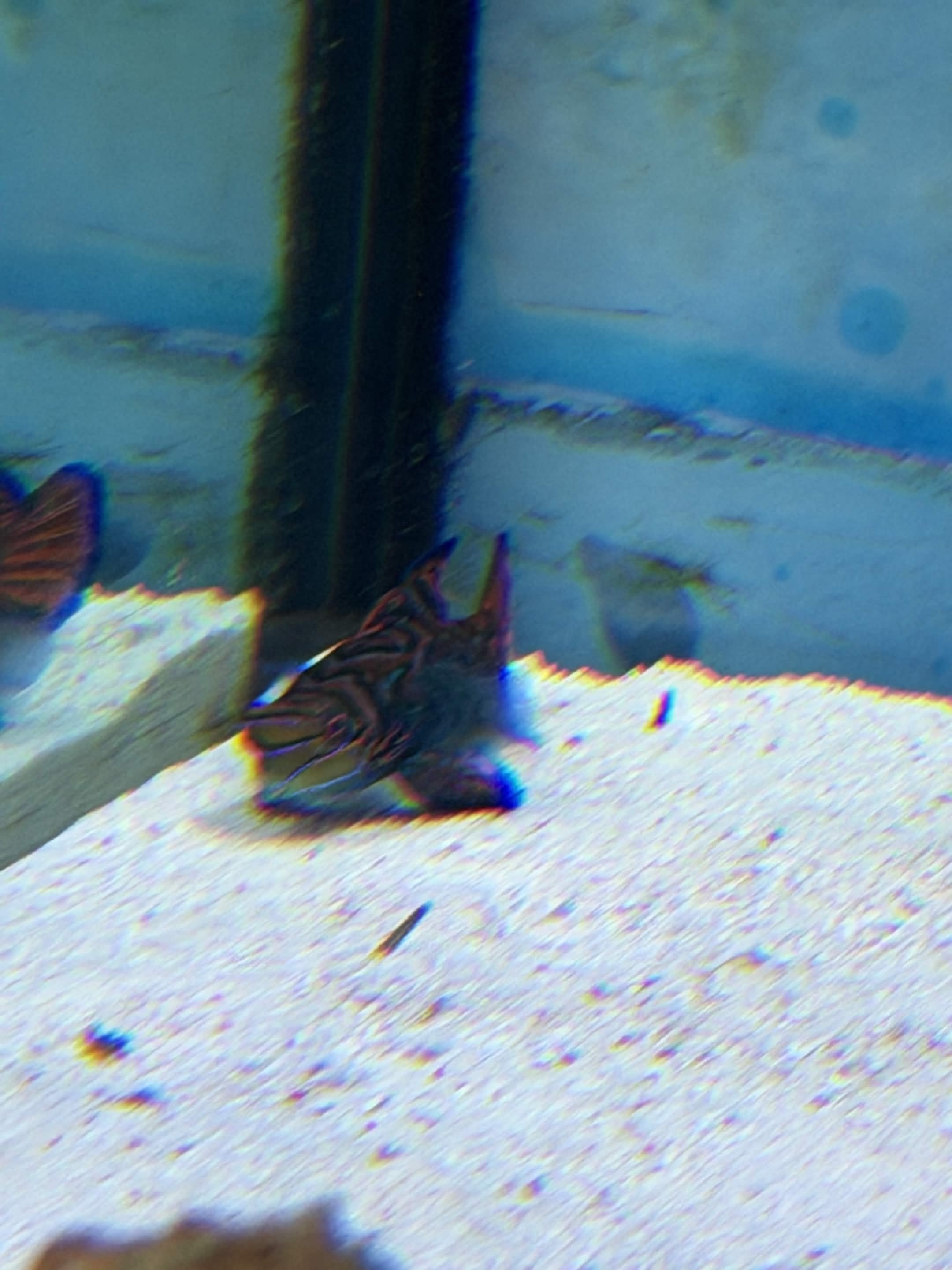 VIA Aquarium photo