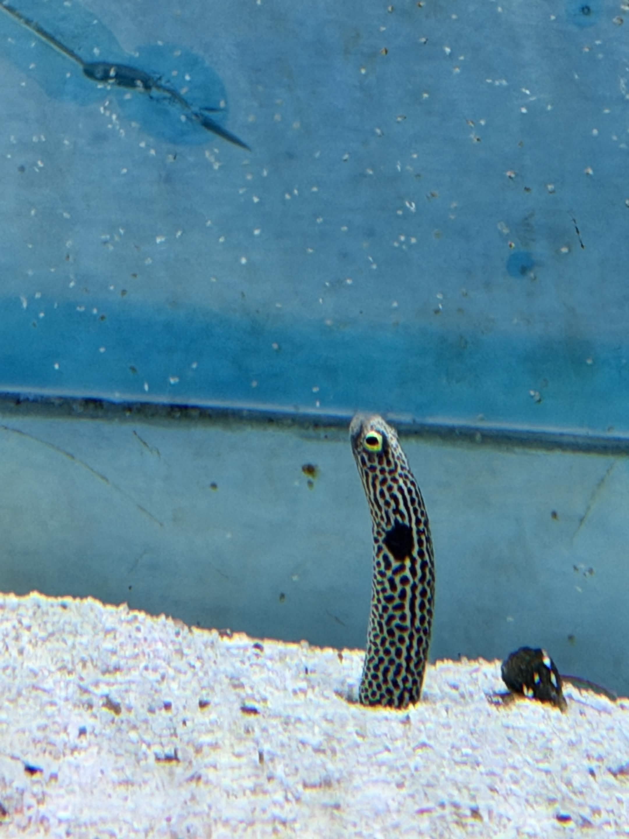 VIA Aquarium photo