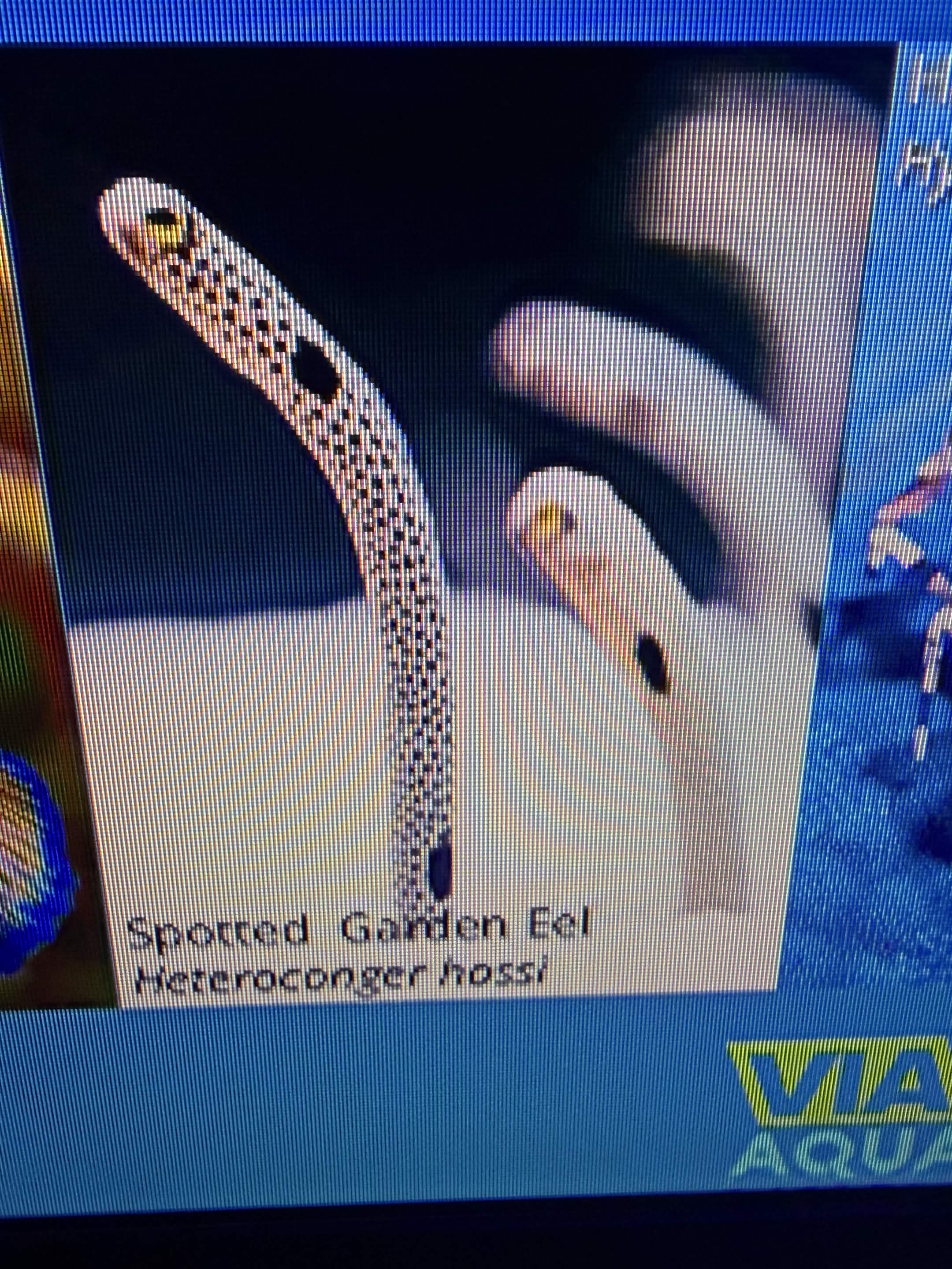 VIA Aquarium photo