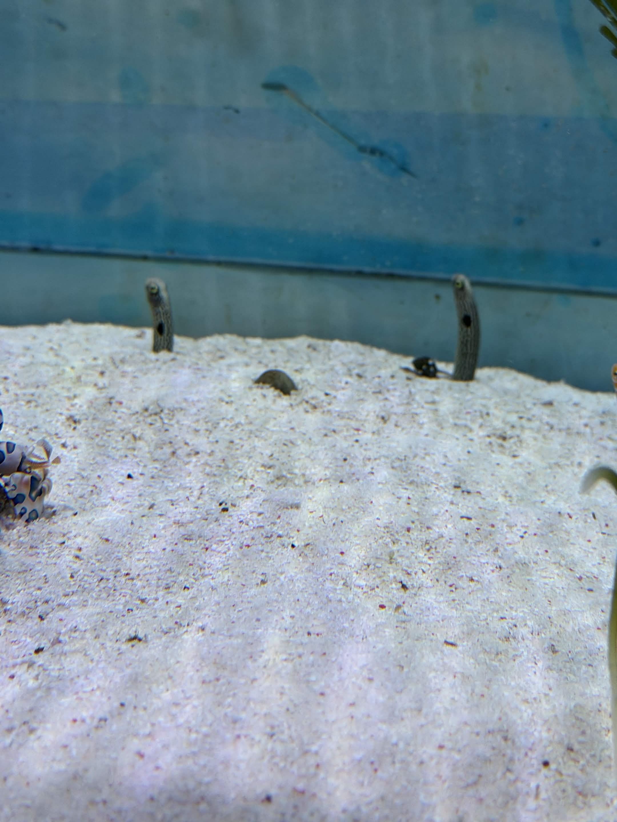 VIA Aquarium photo
