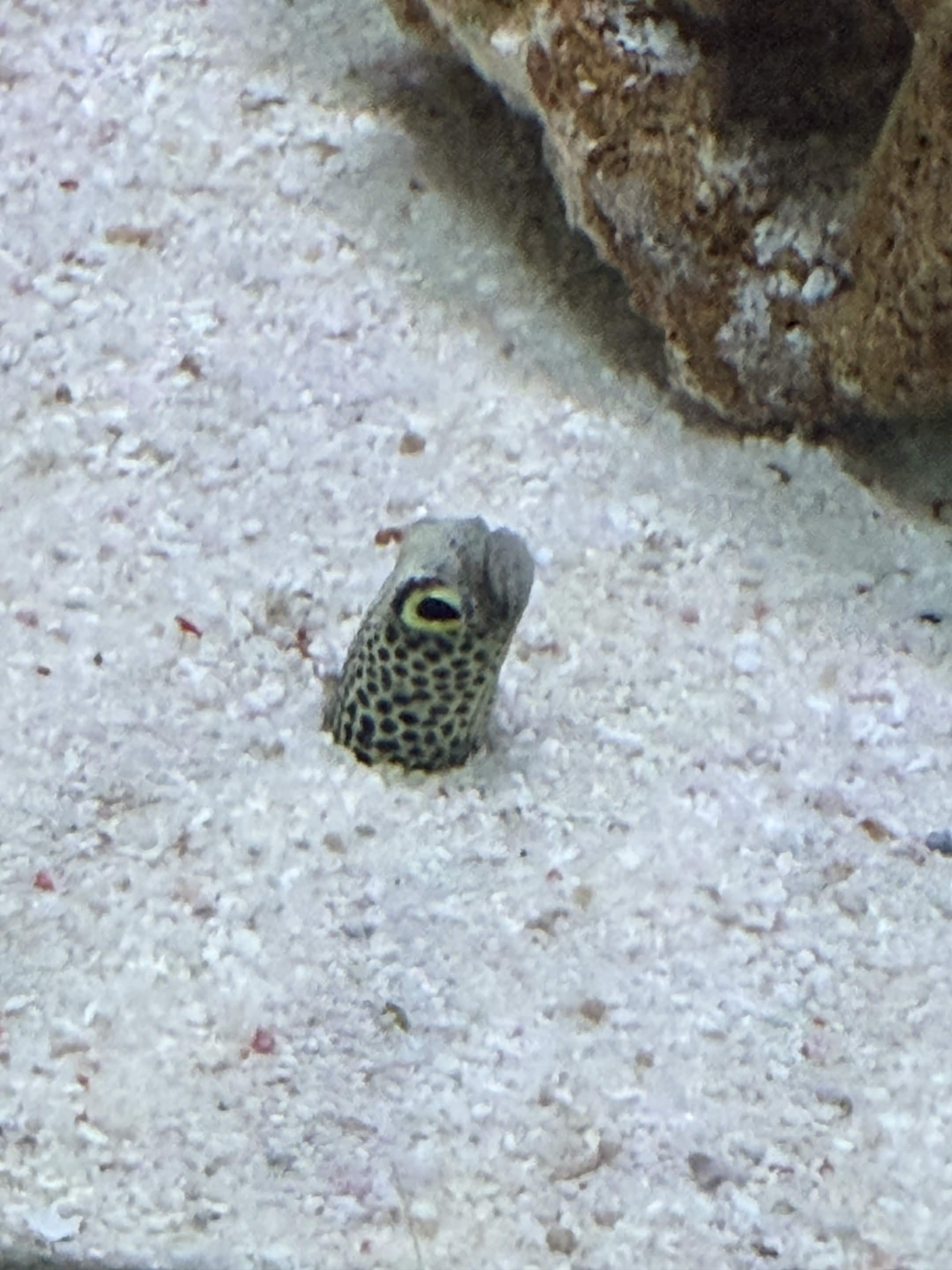 VIA Aquarium photo